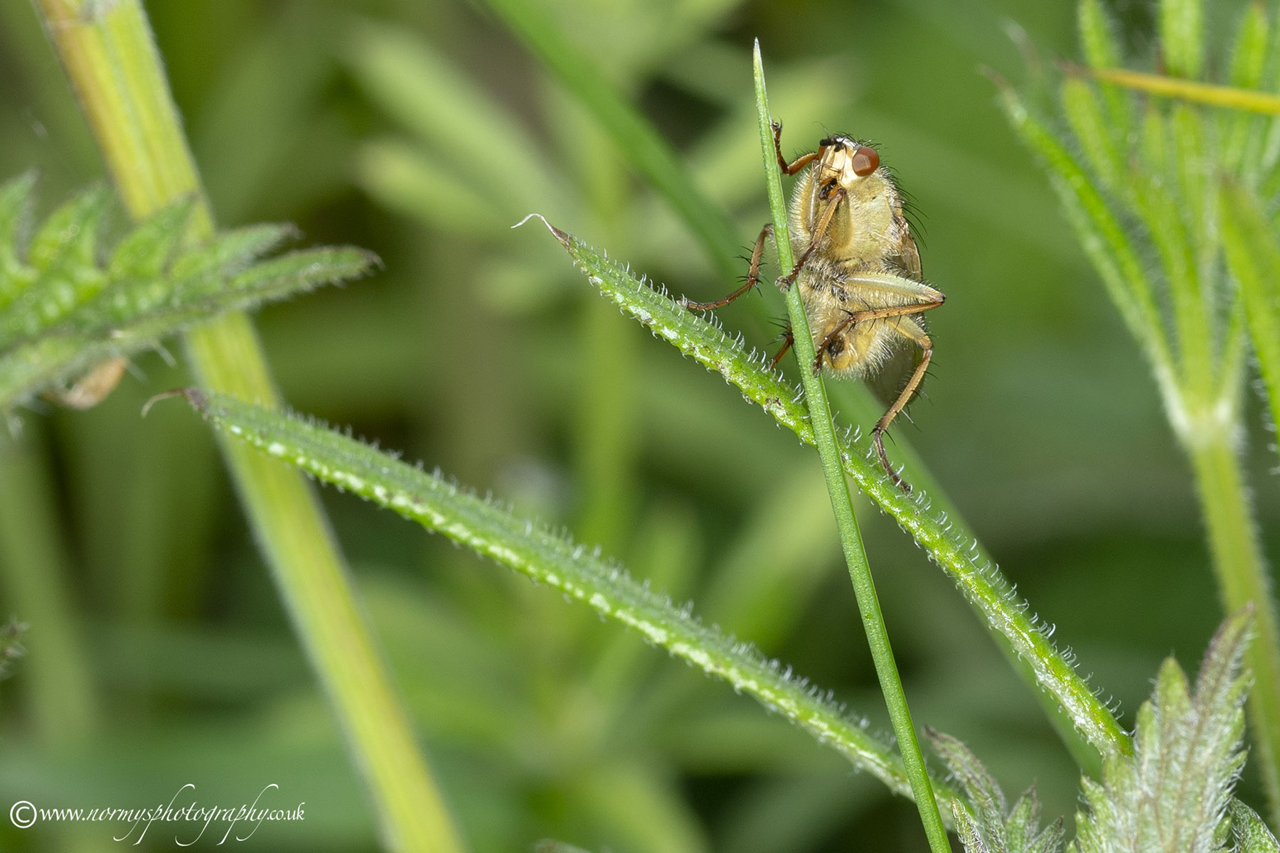 Yellow Dung fly (Female ?)