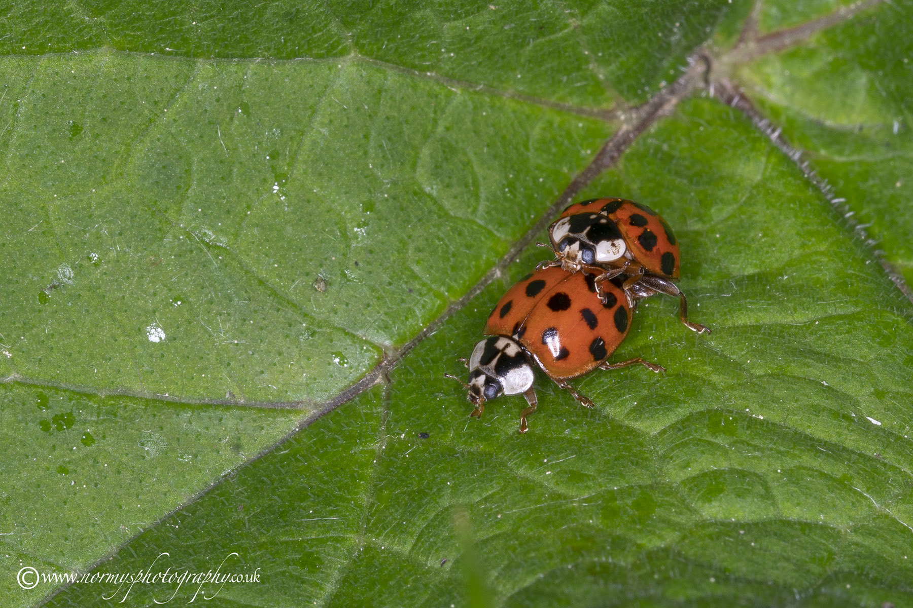 Harlequin Ladybirds - Mating pair