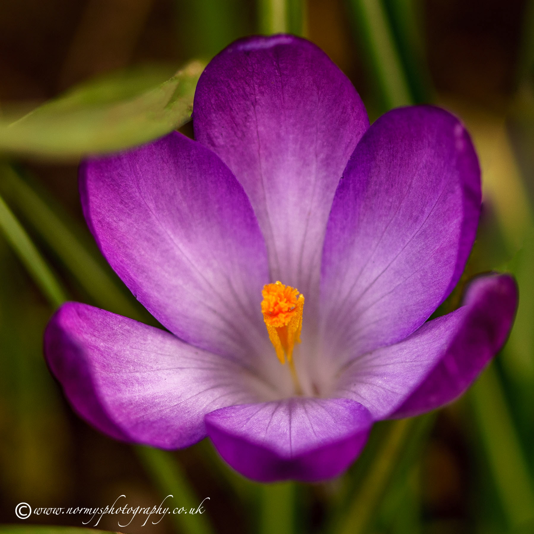 Crocus