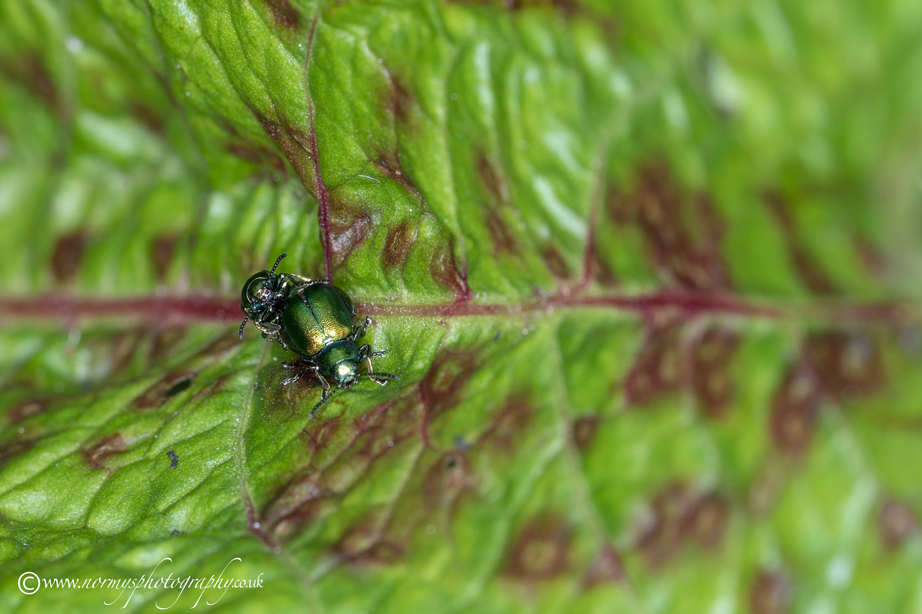 Green Dock Beetle - Gastrophysa viridula