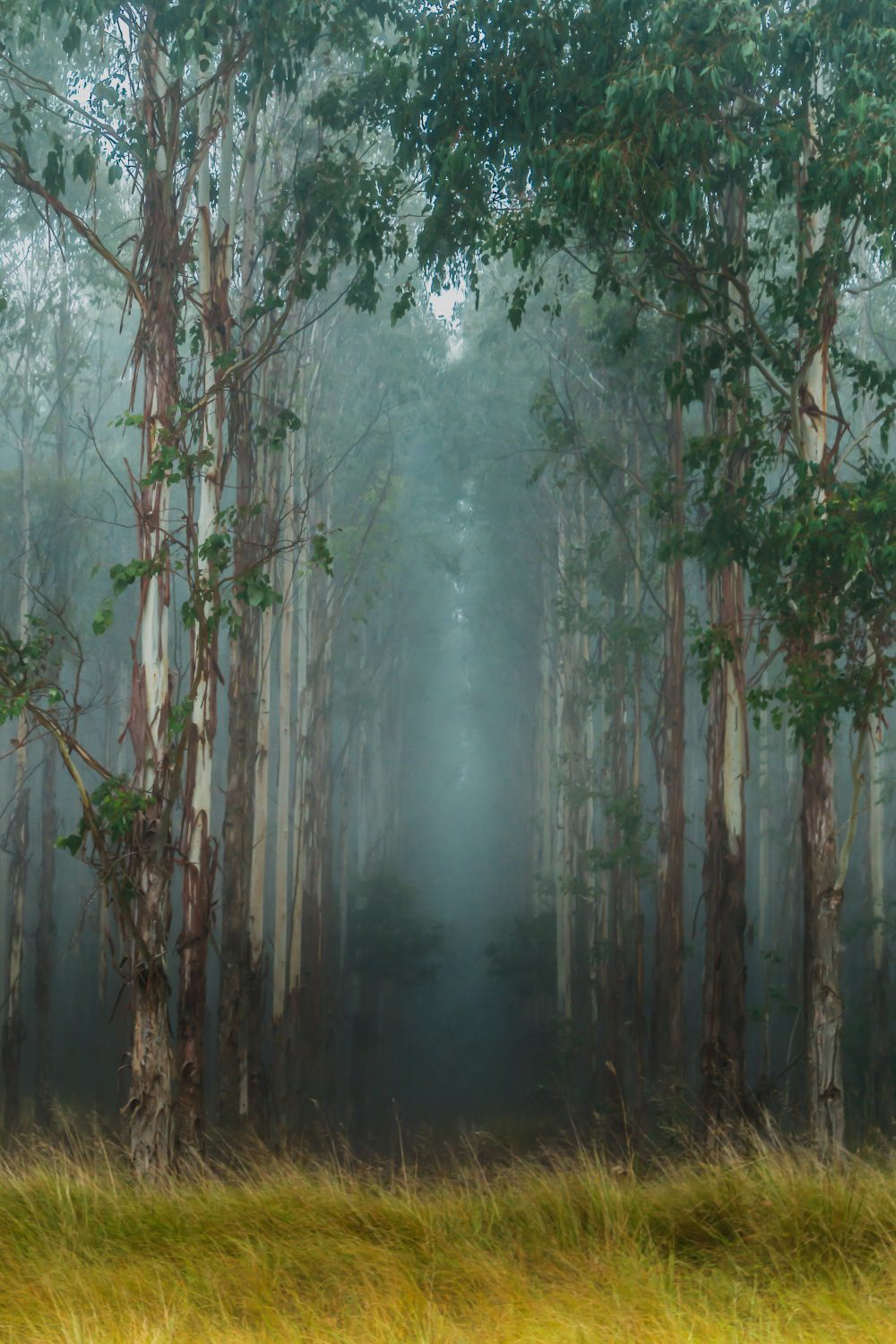 mist, fog, trees, moody, ethereal, gum, native, eucalypt, forest, serene, South Burnett, Kingaroy