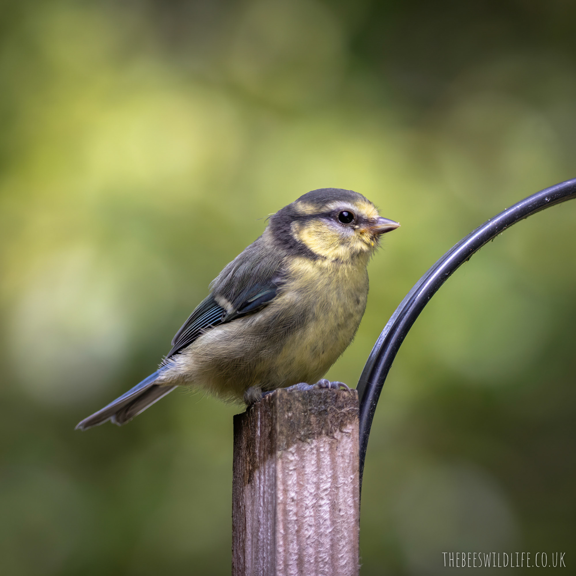 Blue Tit Fledgling
