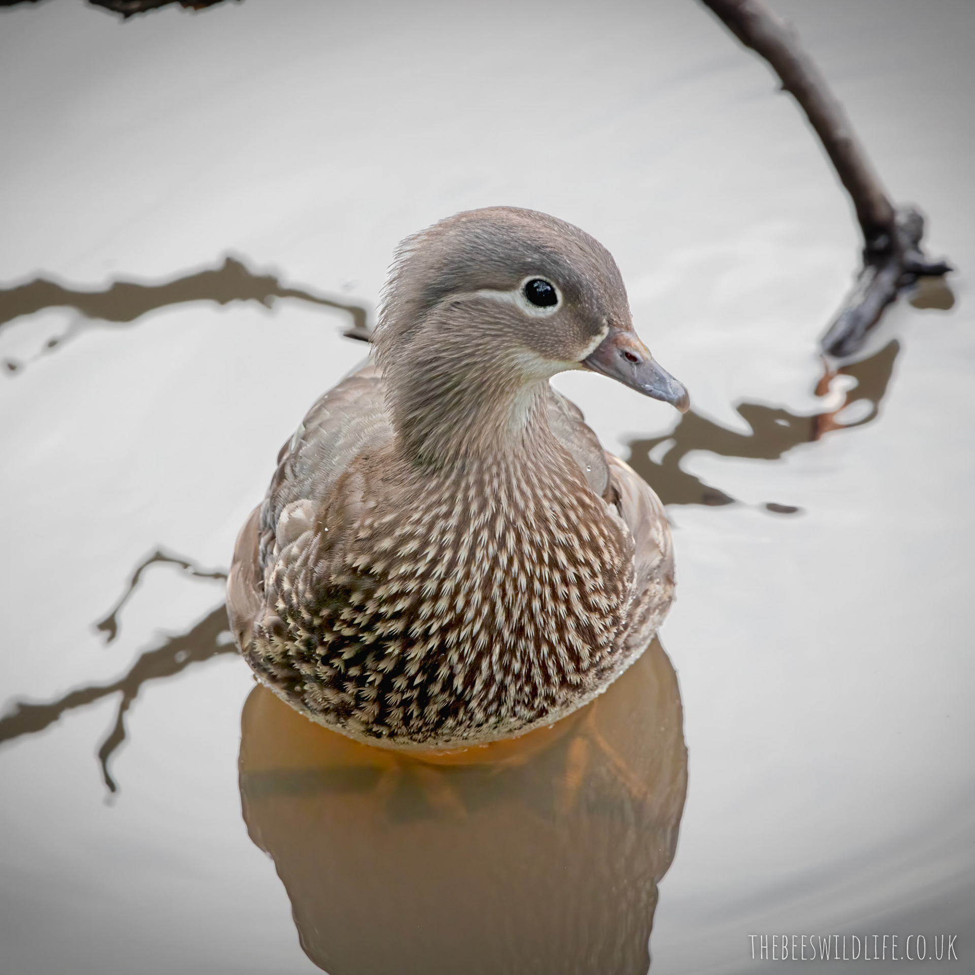 Female Mandarin Duck