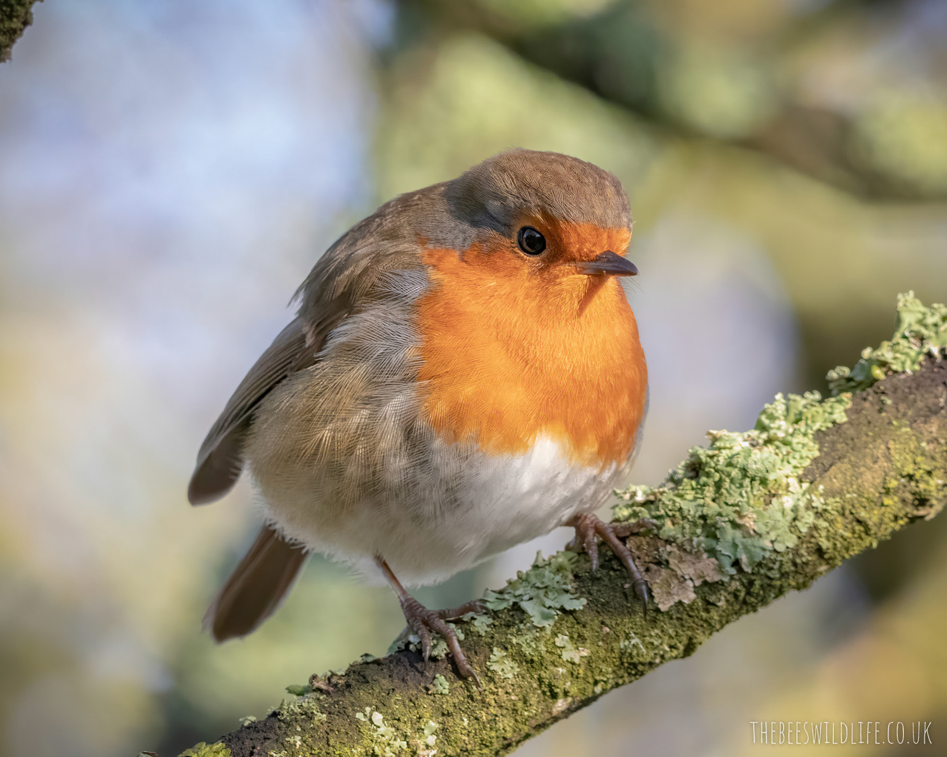 Sunny Robin