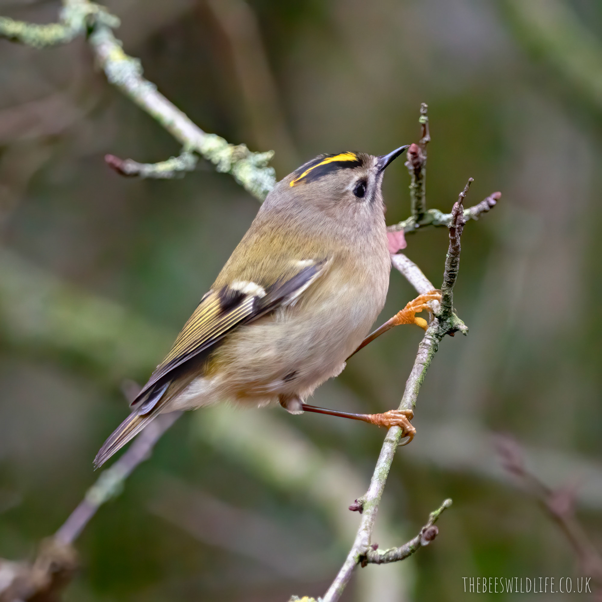 Goldcrest at Yarrow Valley