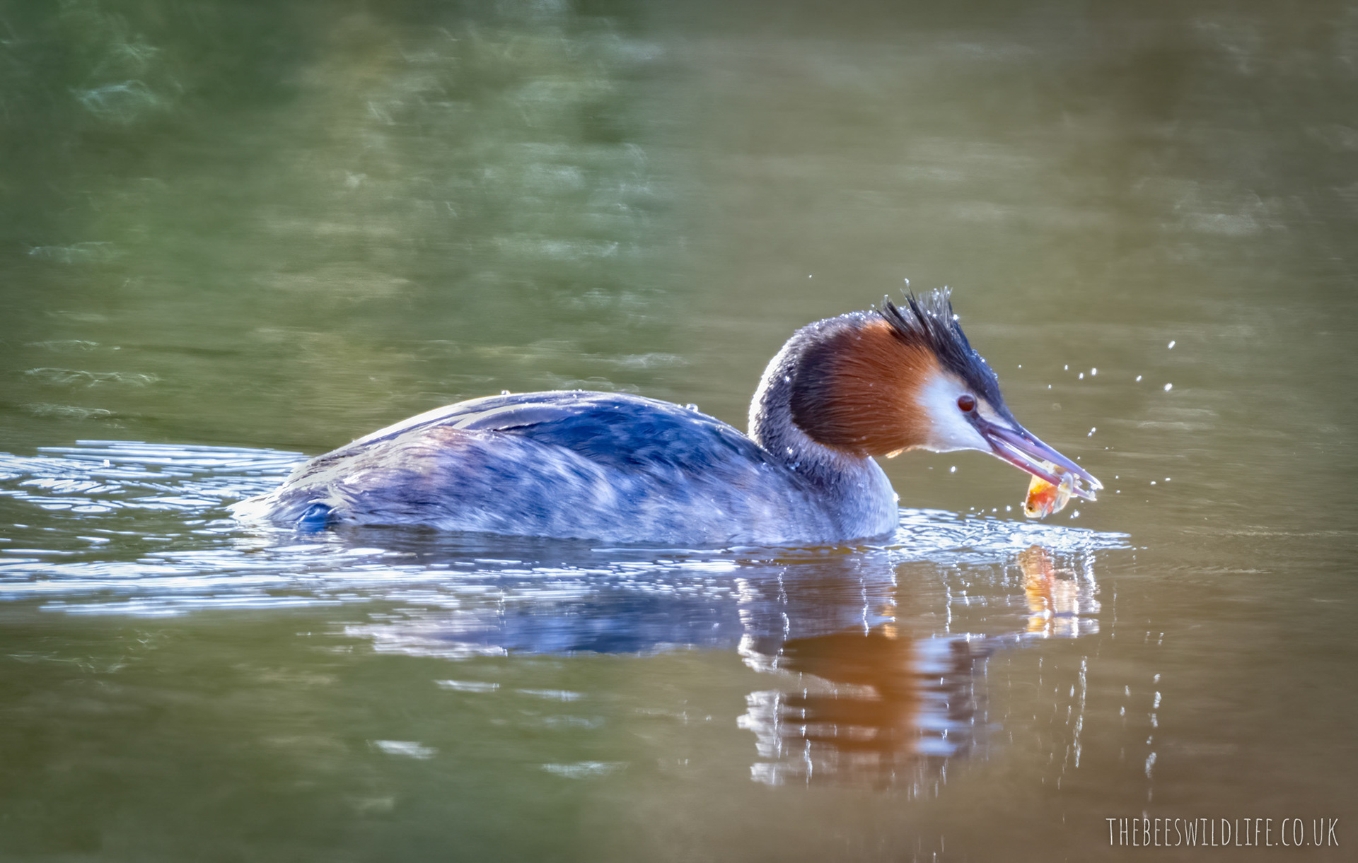 Crested Grebe and 'Friend'