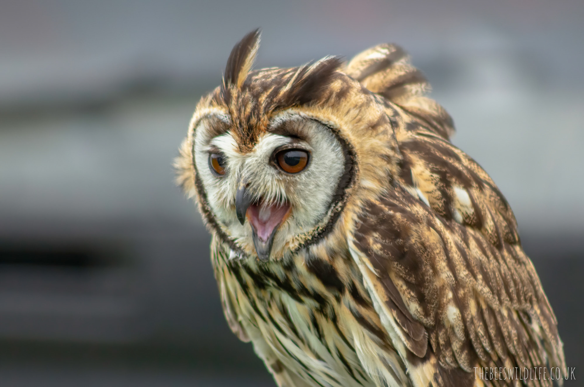 Striped Owl