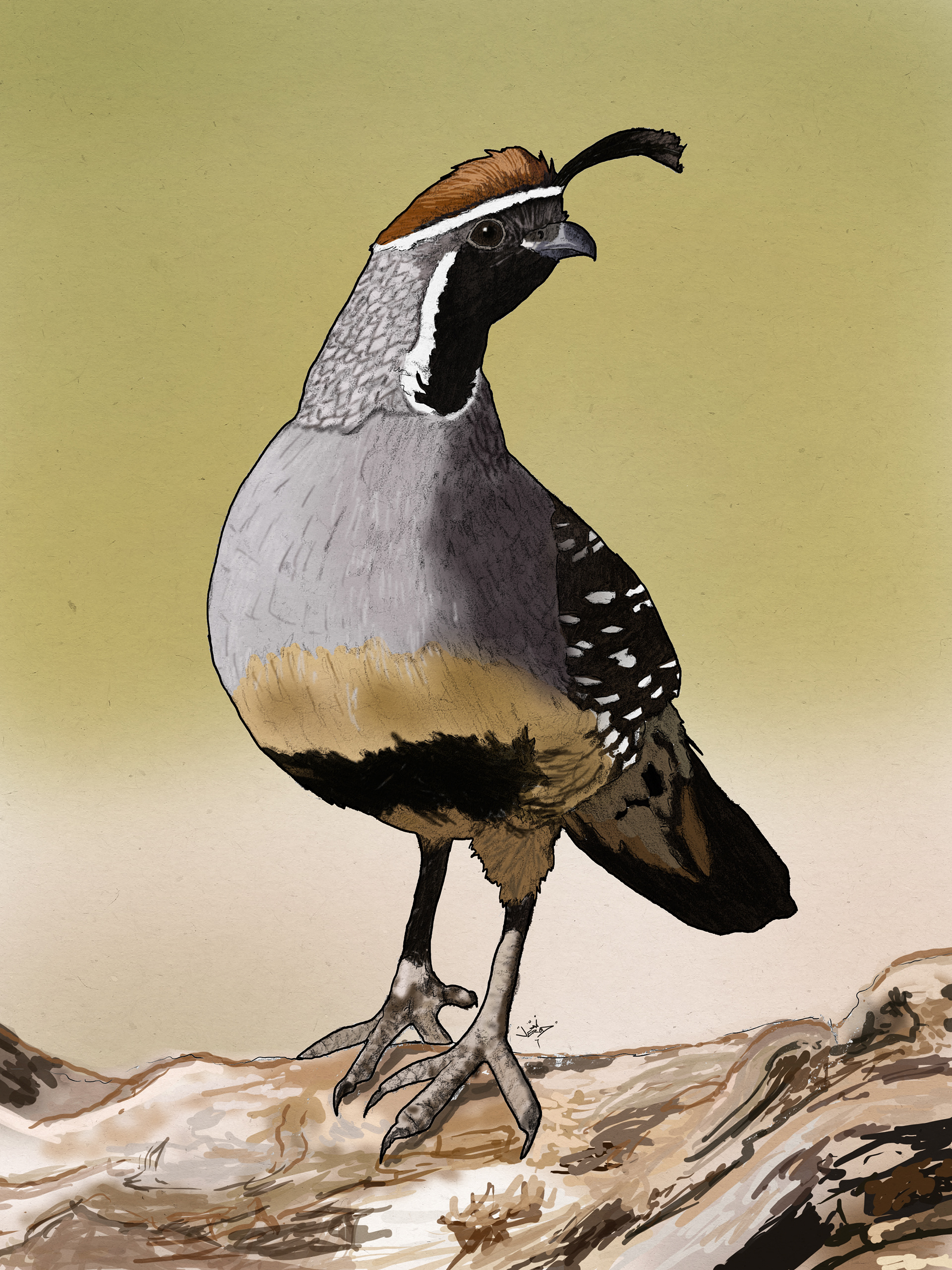 Quail