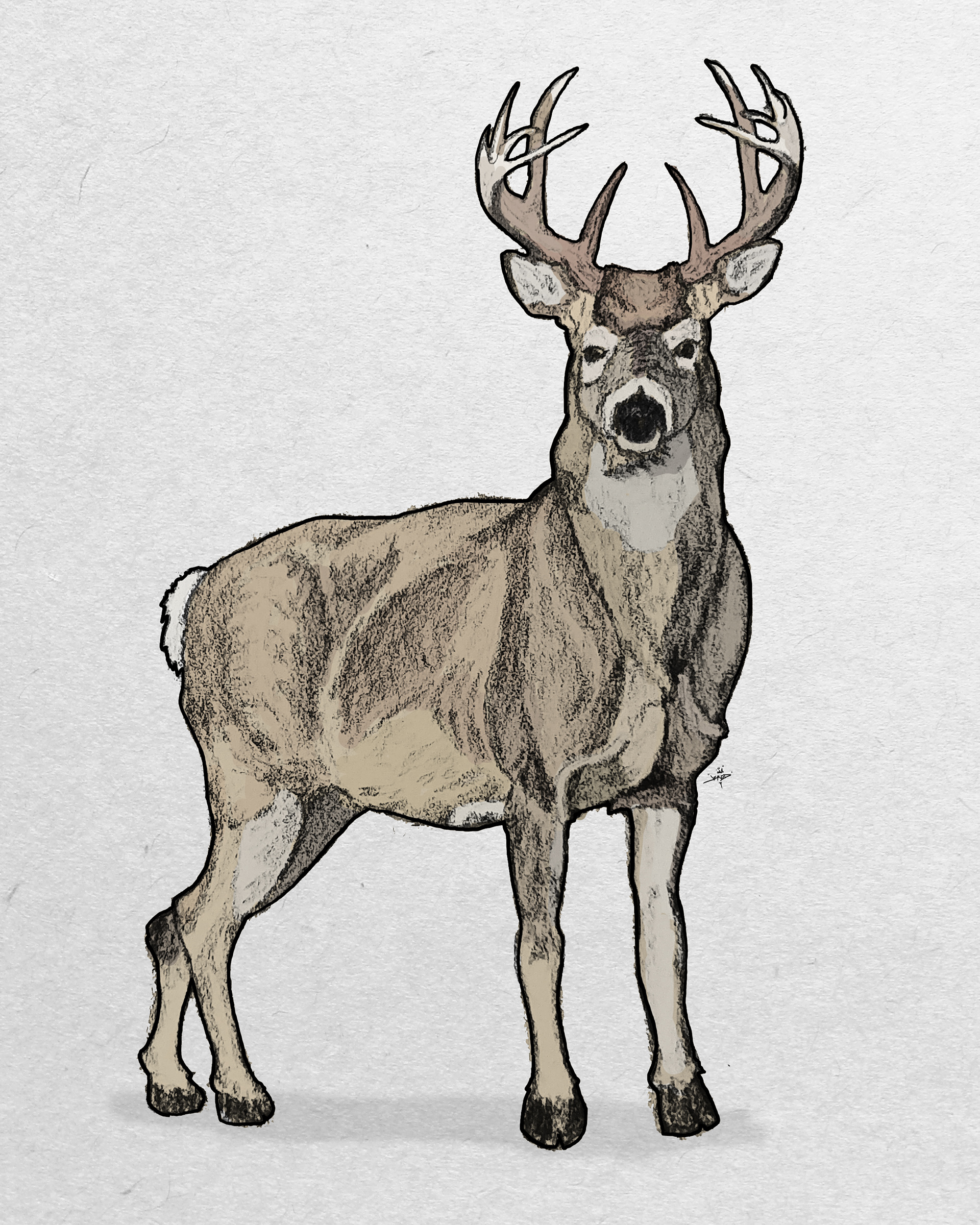 White Tailed Deer