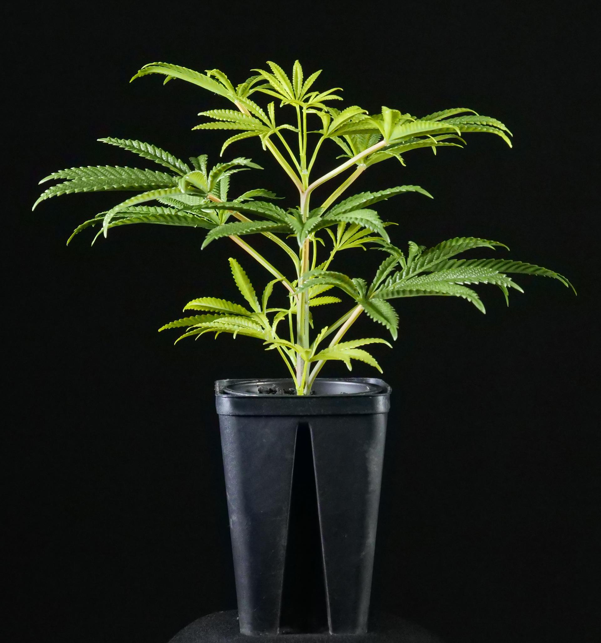 YOUNG PRE-FLOWER 'MONA LIFA'