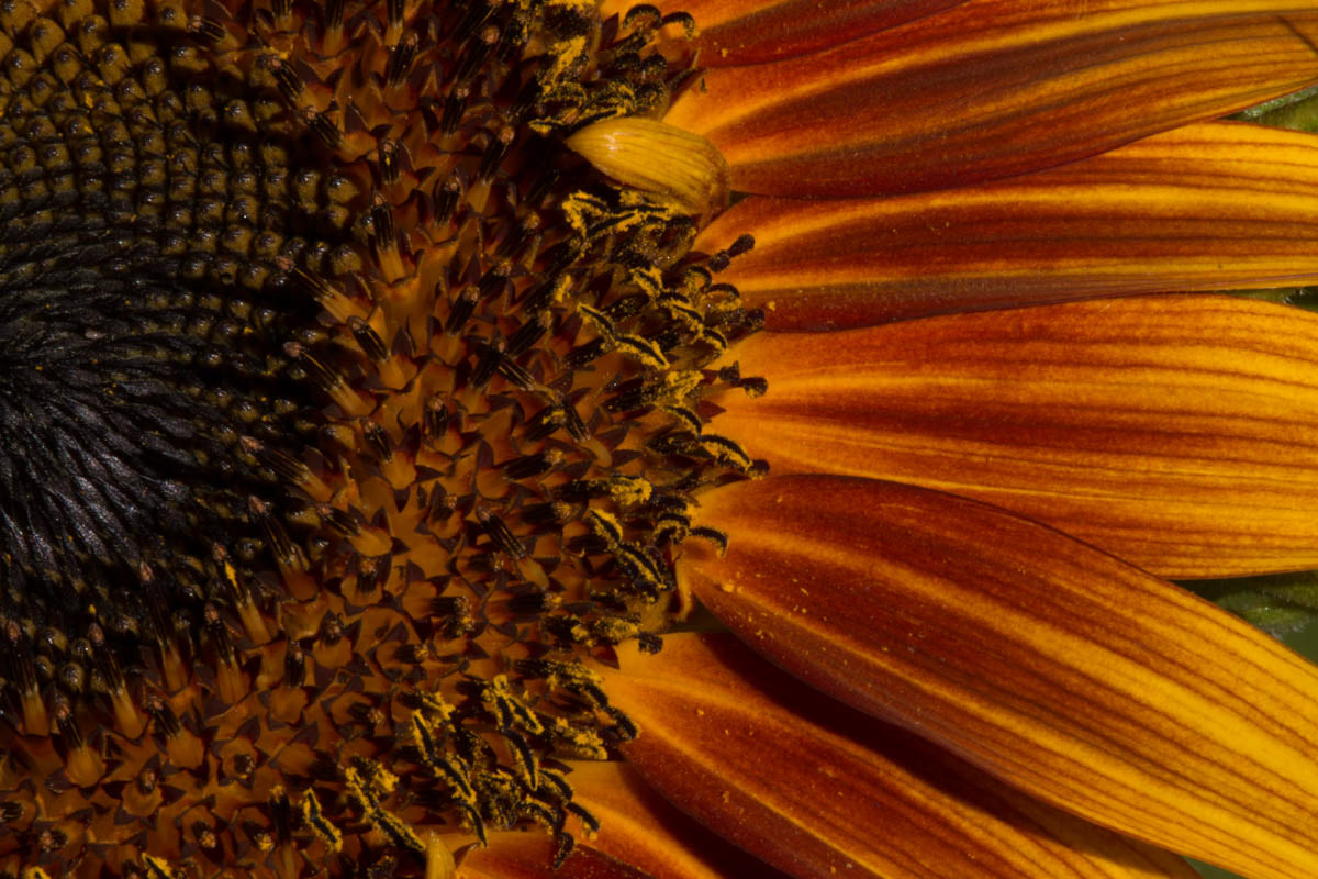 Sunflower 15