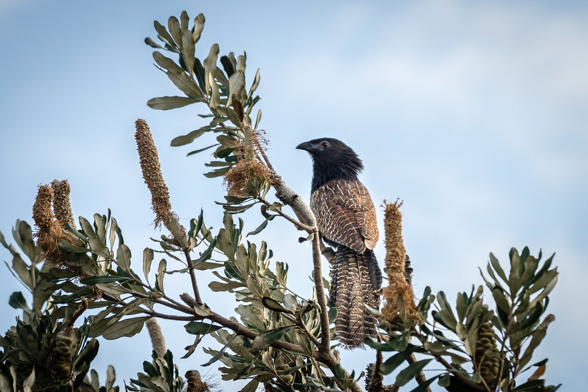 Pheasant Coucal - Yamba