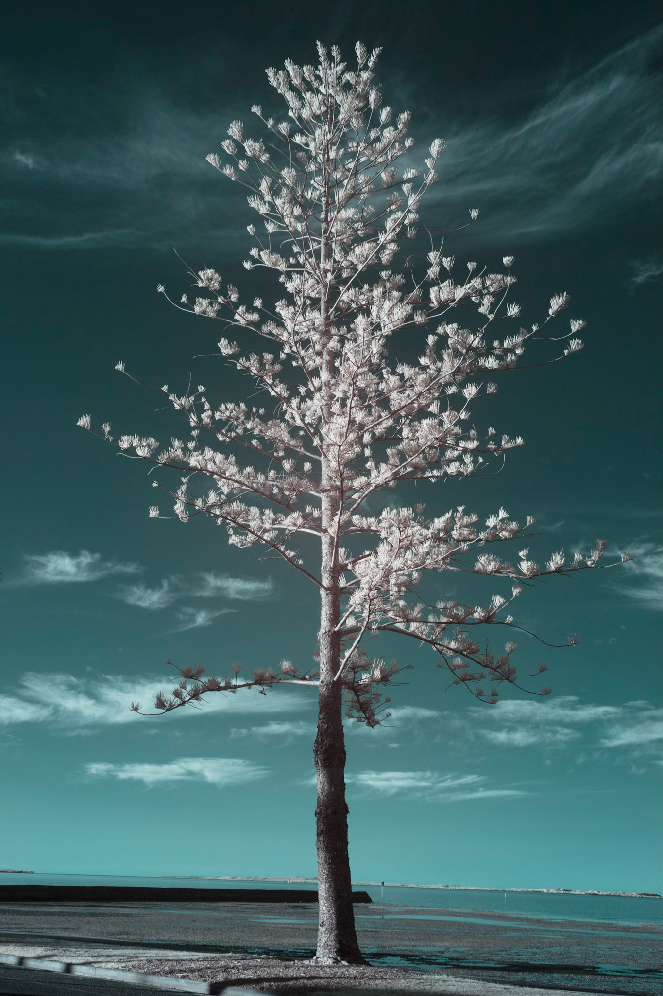 Infrared Image - Norfolk Pine Wynnum Foreshore