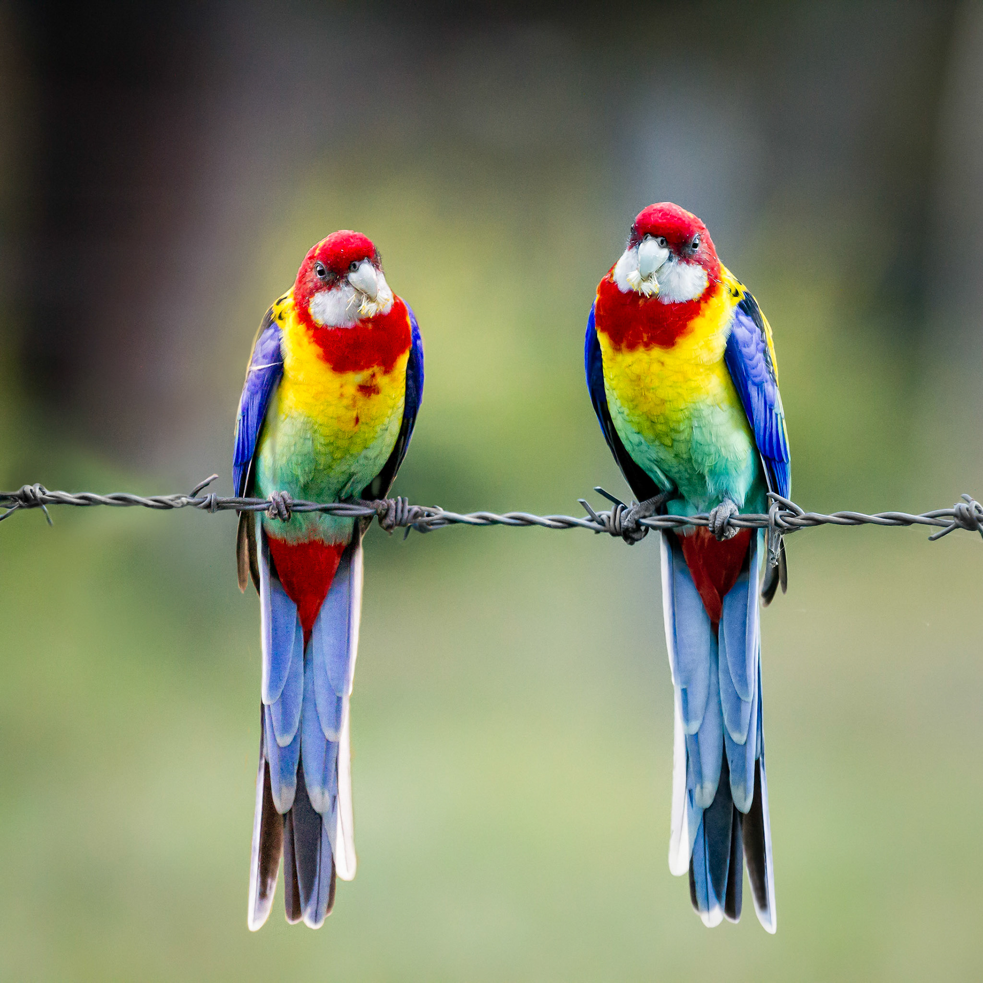 Eastern Rosellas - Mt Barney