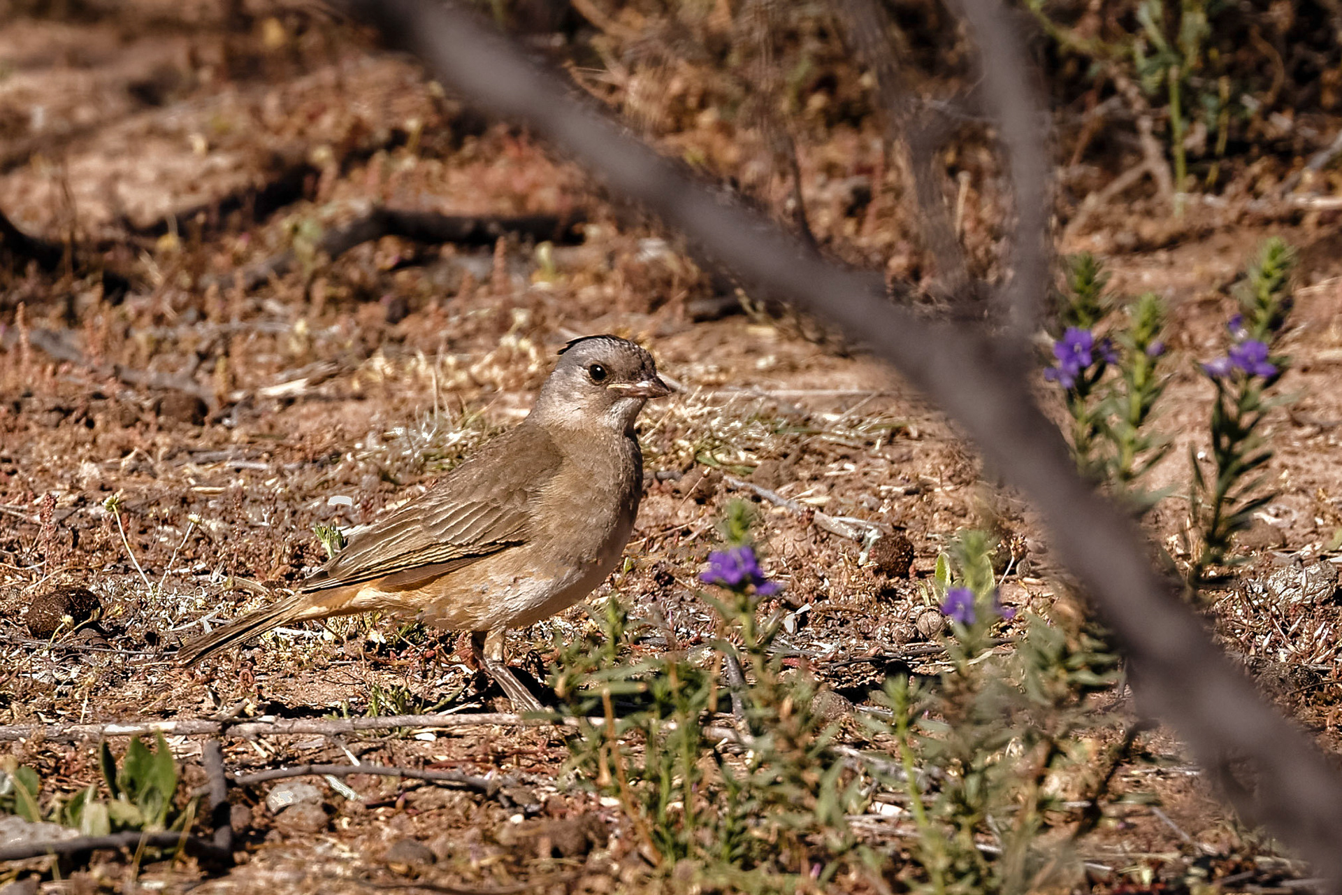 Crested Bellbird - Bowra Sanctuary