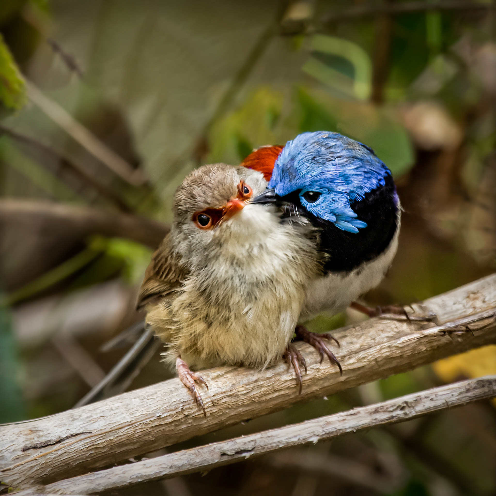 Variegated Fairy-wrens - Spicers Gap