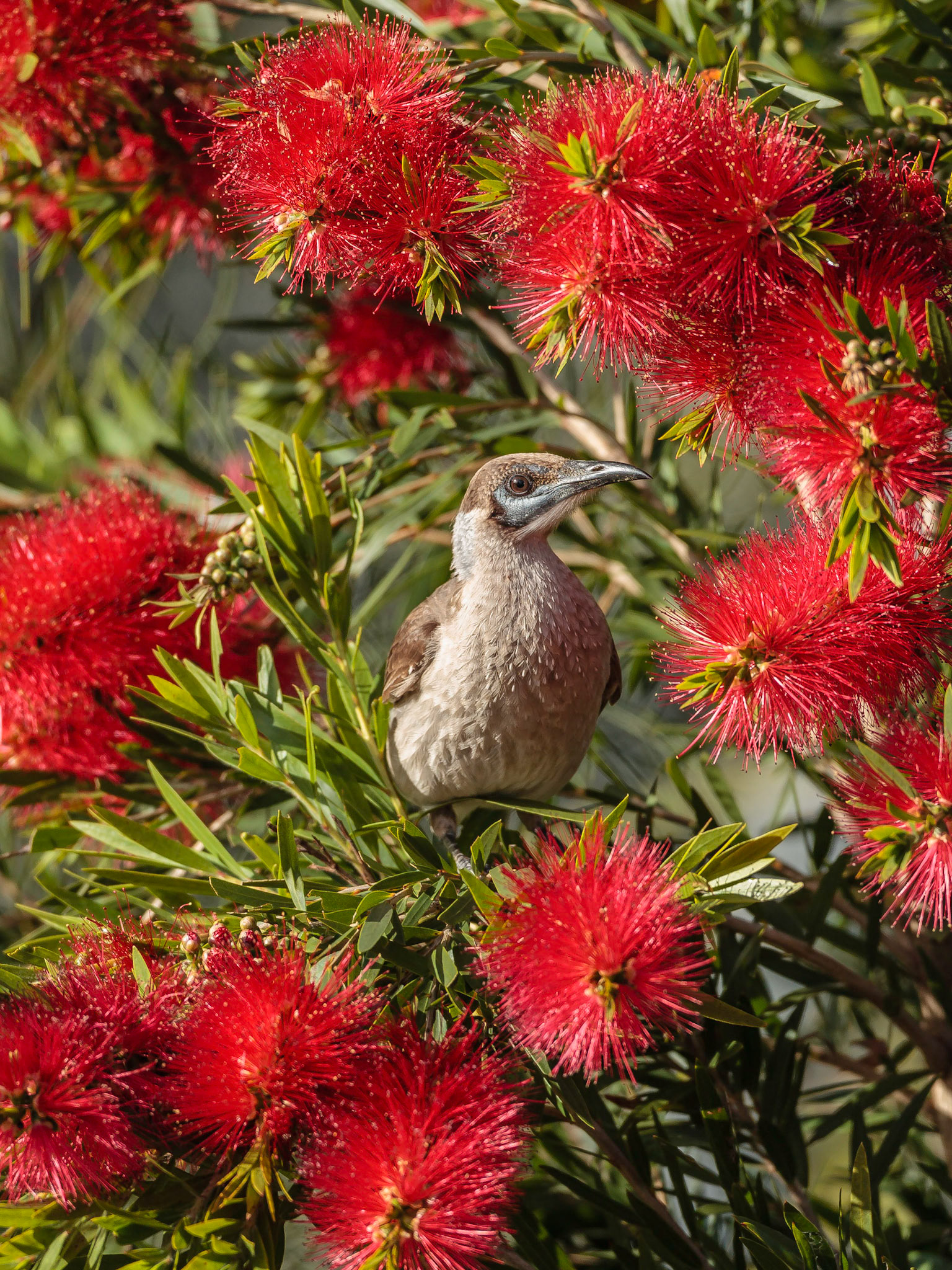Little Friarbird -  Lake Galletly Gatton