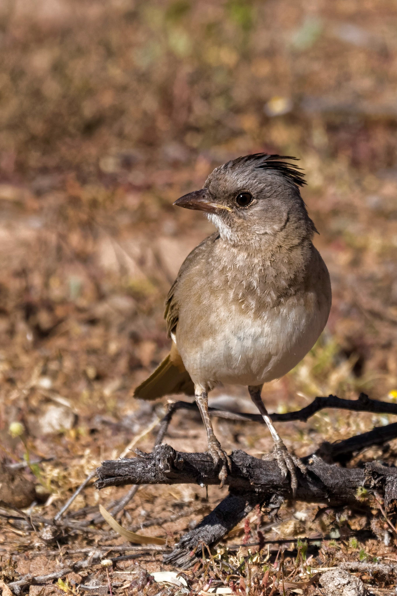 Crested Bellbird - Bowra Sanctuary