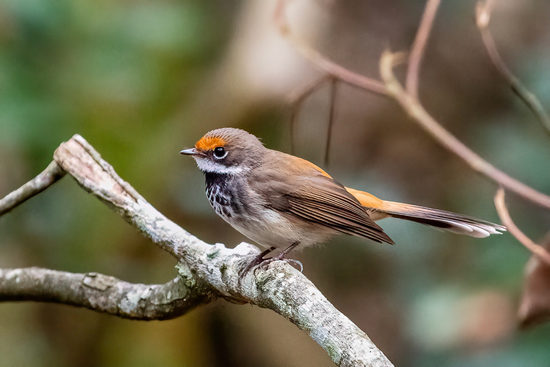 Rufous Faintail - Ravensbourne NP