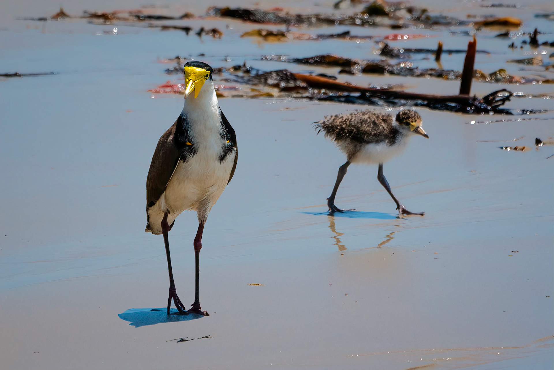 Masked Lapwing with chick - Brooms Head