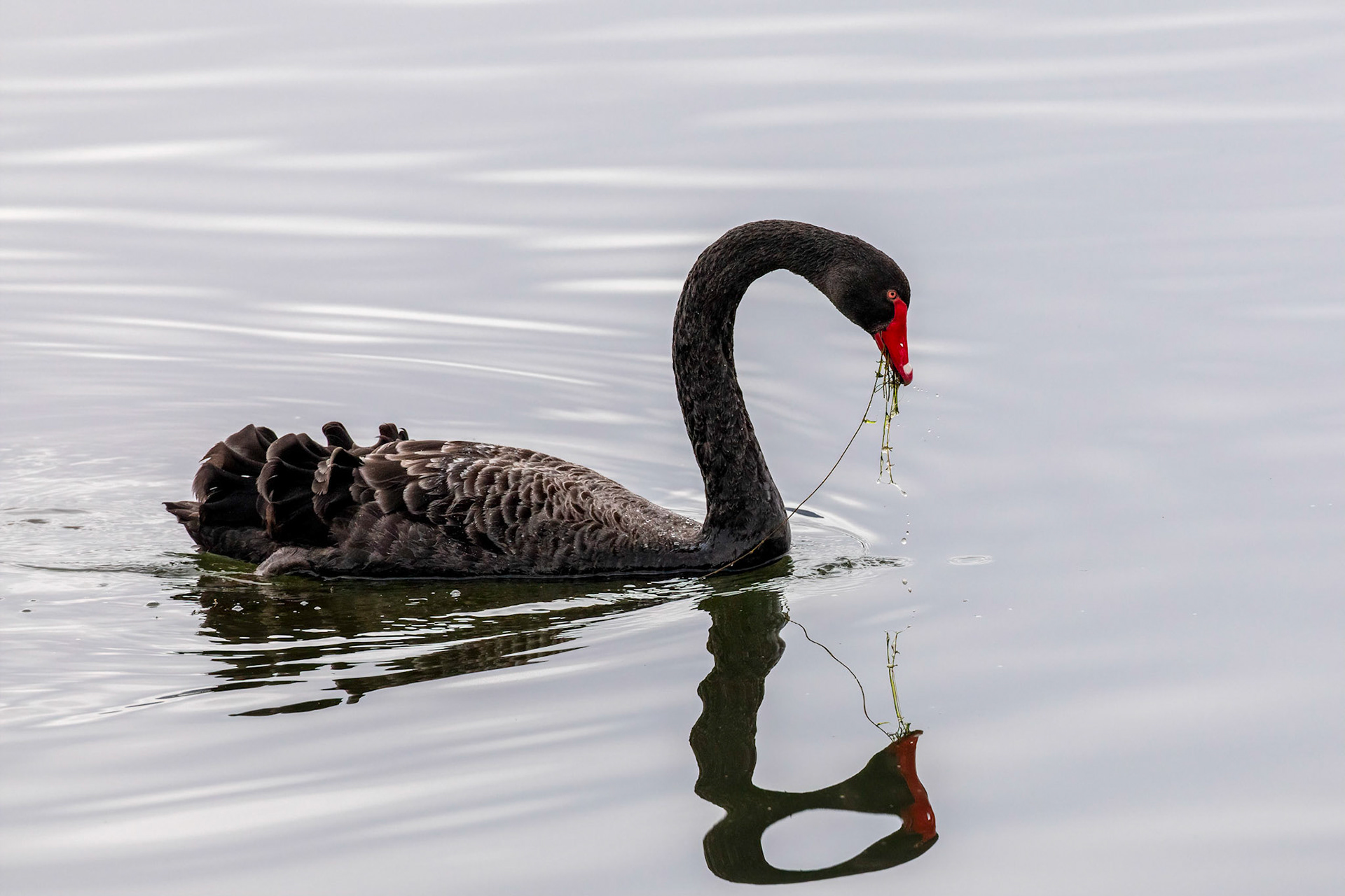 Black Swan Feeding - Lake Moogerah