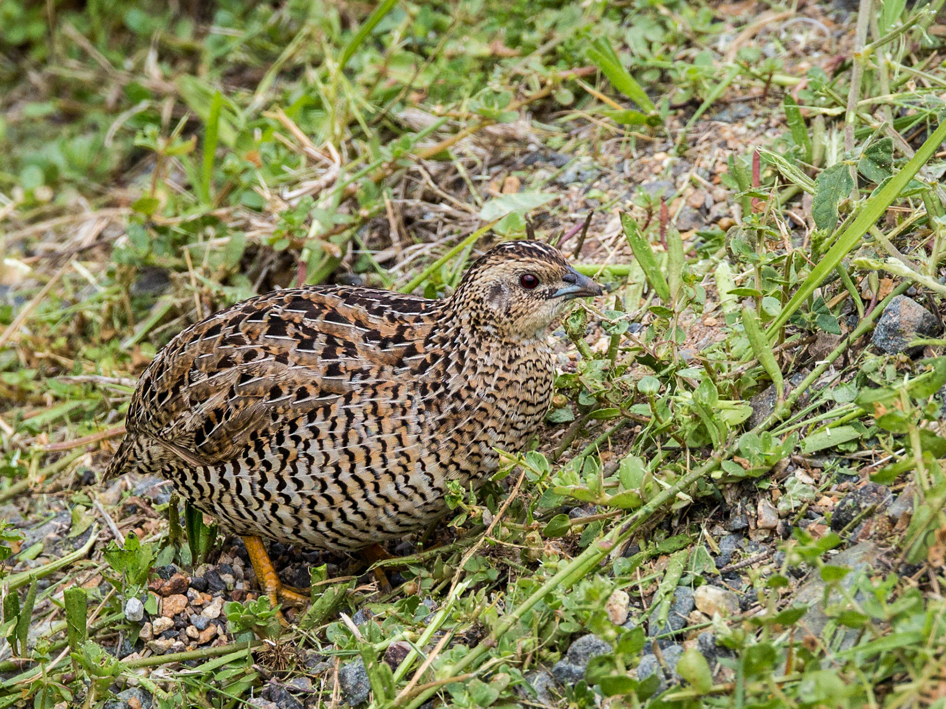 Brown Quail - Manly