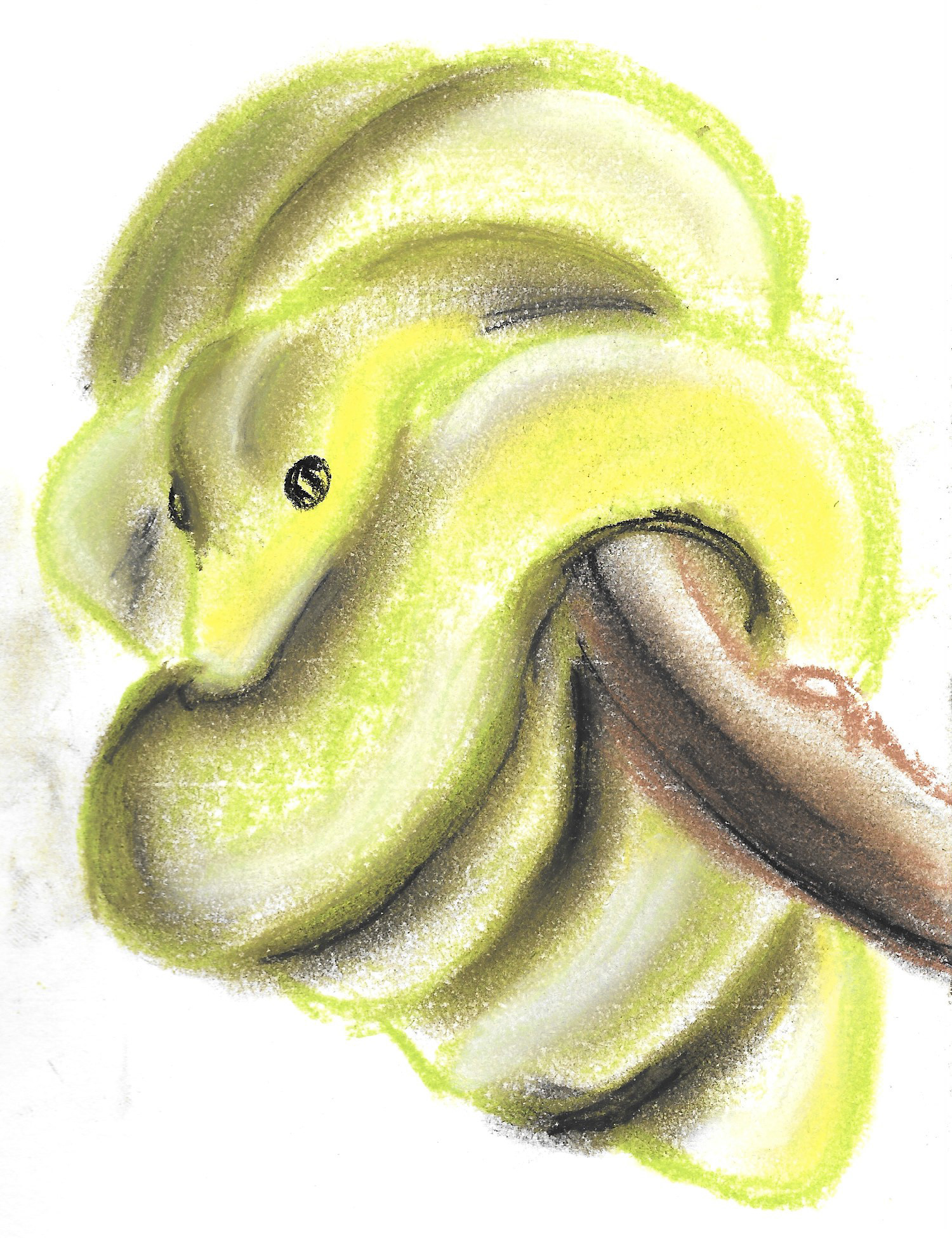 Snake Sketch - Soft Pastel on Paper