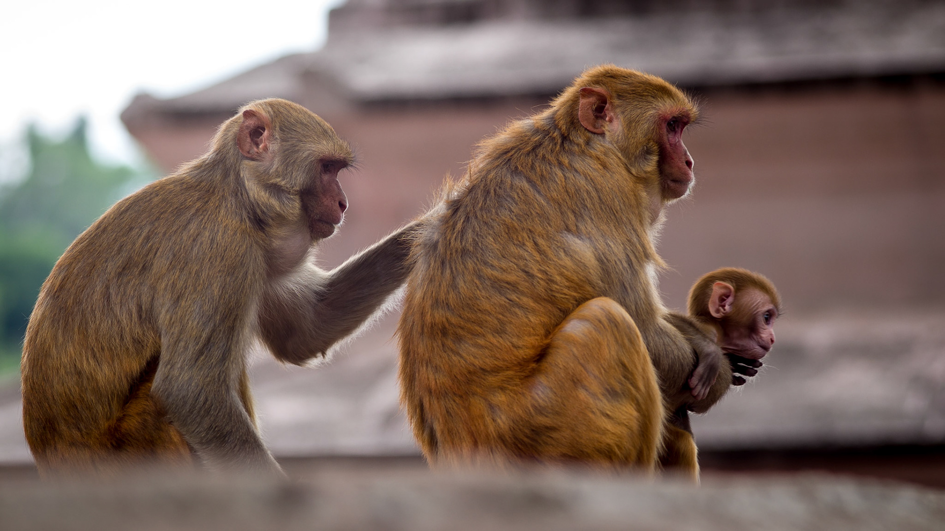 Monkeys in Kathmandu, Nepal.