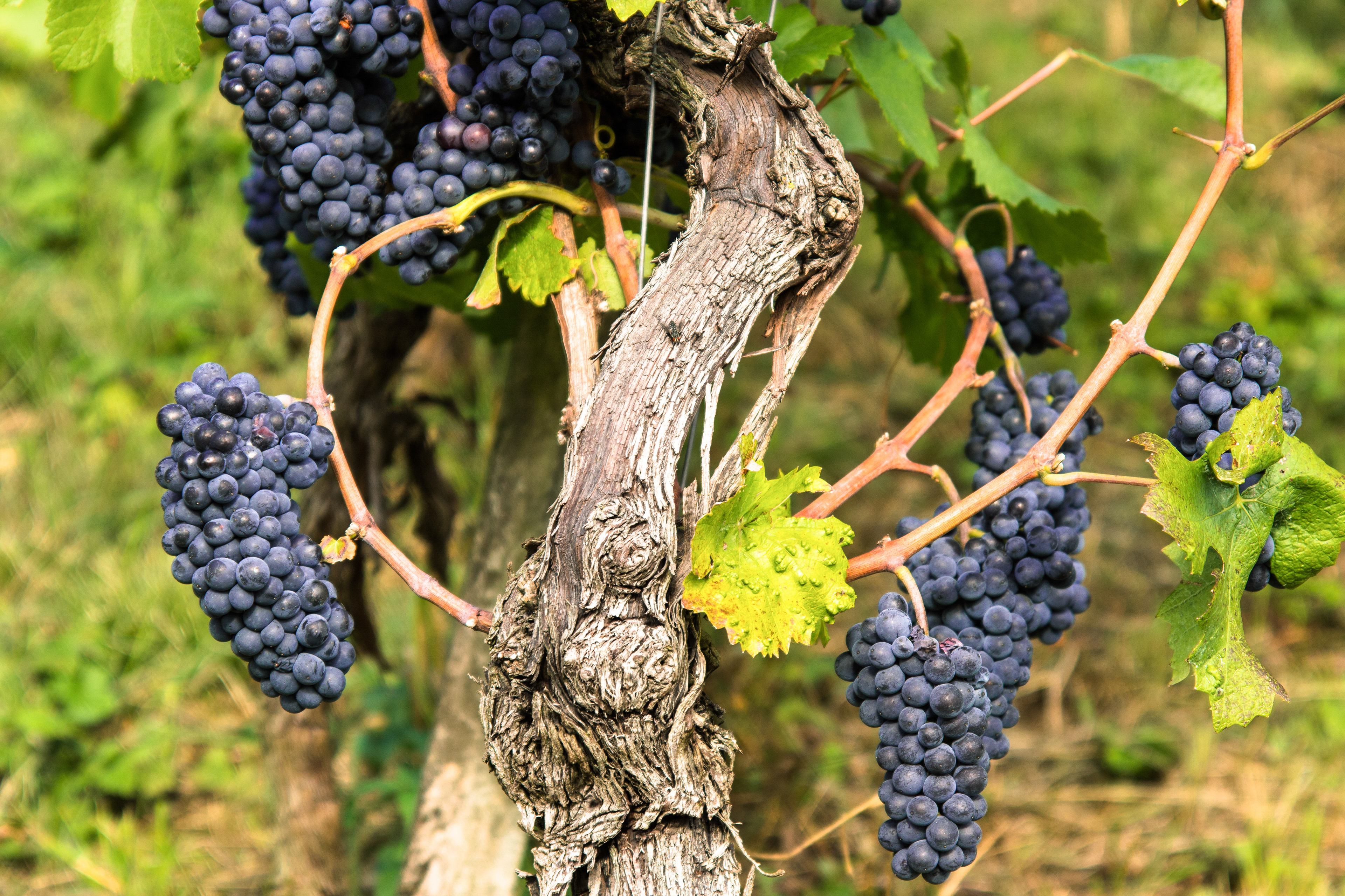 Weingut Röschard