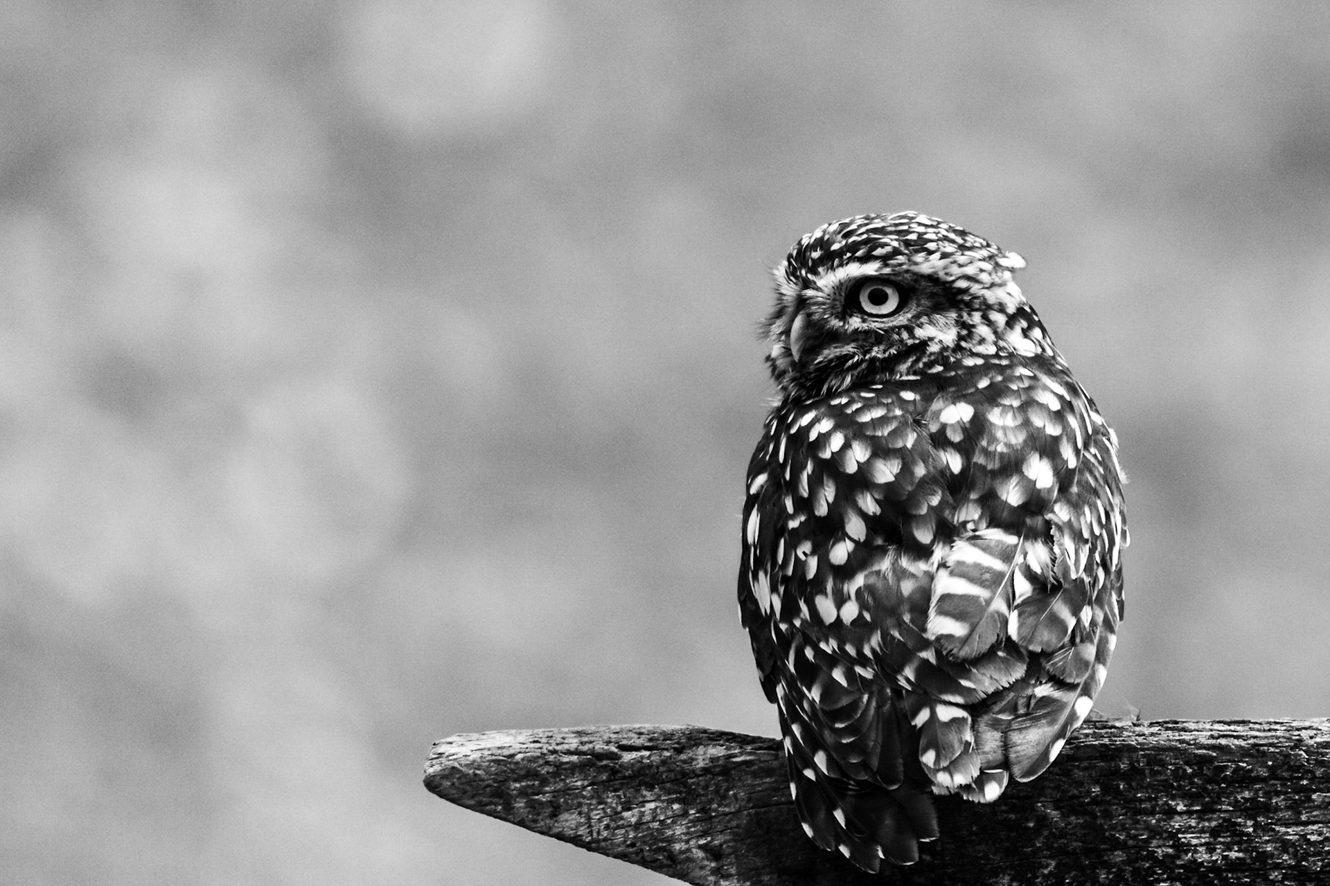 "All fluffed up!"