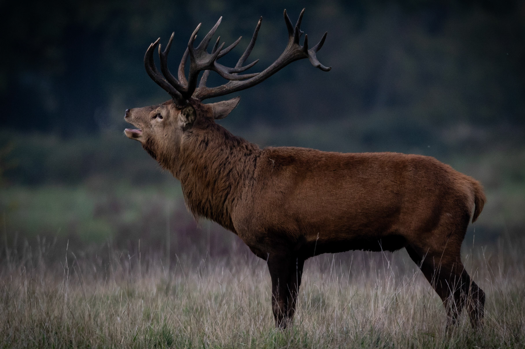 "The head of the herd was calling"