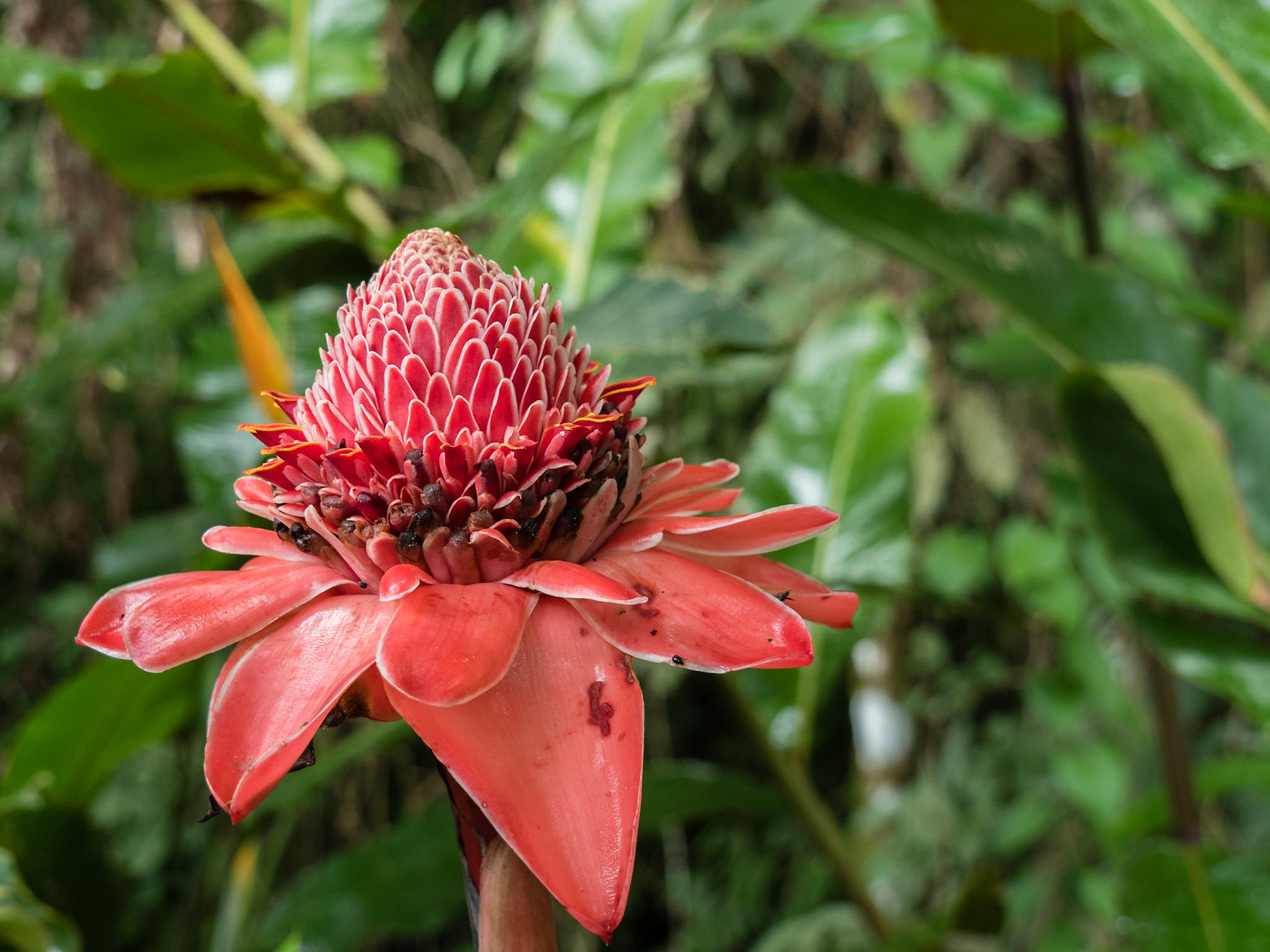 Costa Rica
