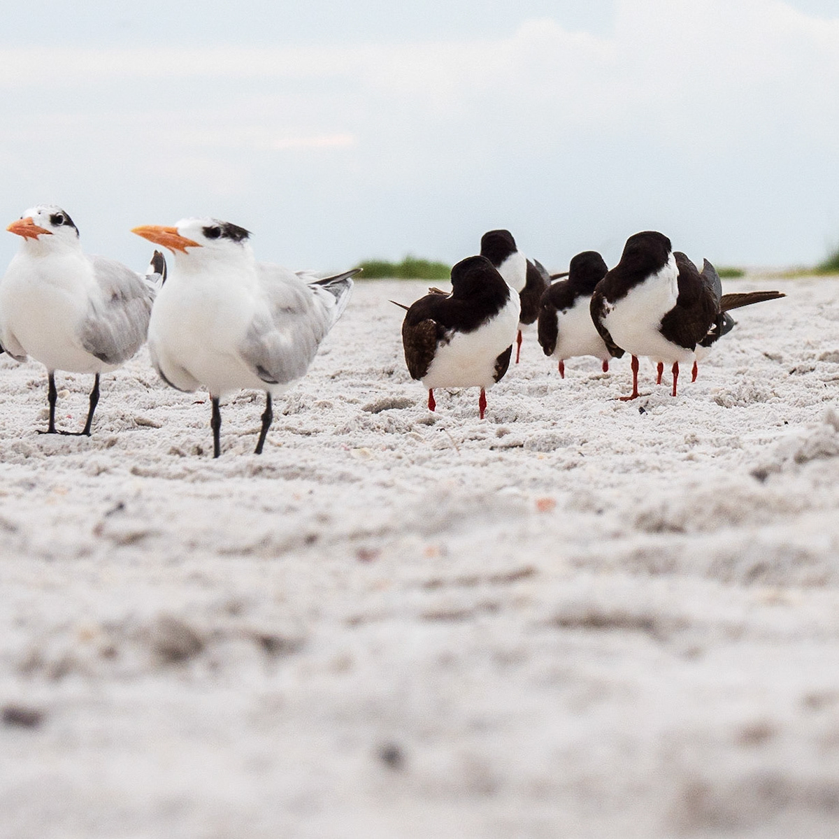 Sarasota, Florida, USA
