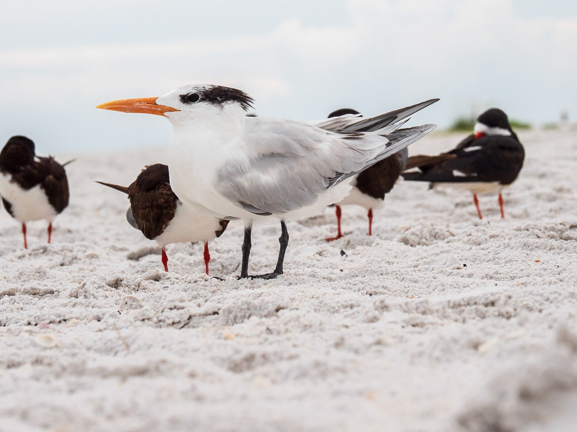 Sarasota, Florida, USA