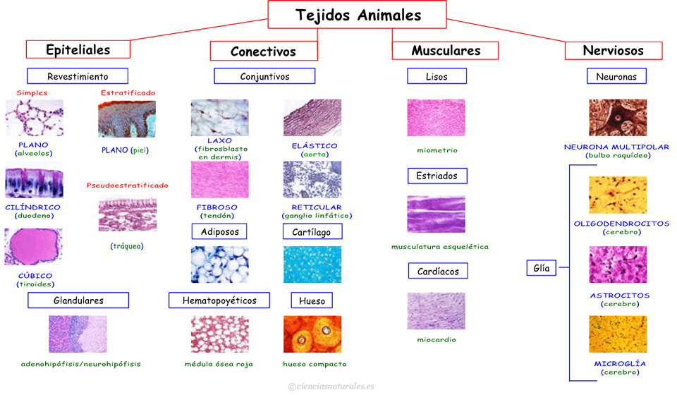 Resultado de imagen de tipos de tejidos animales
