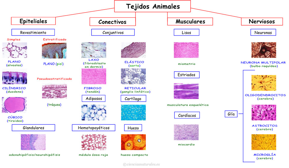 Resultado de imaxes para imagen tejidos animales