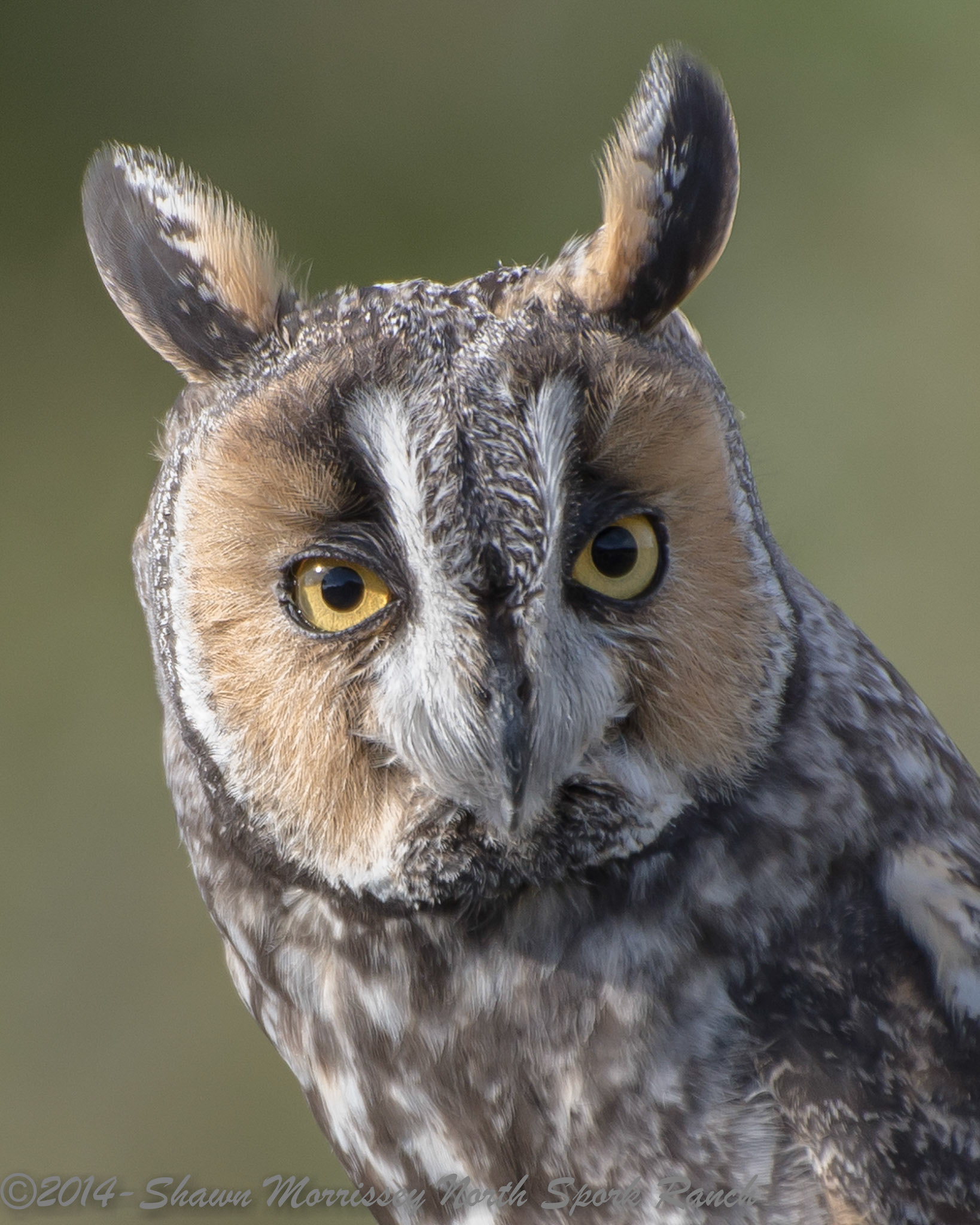 Captive Long Eared Owl poses for closeup