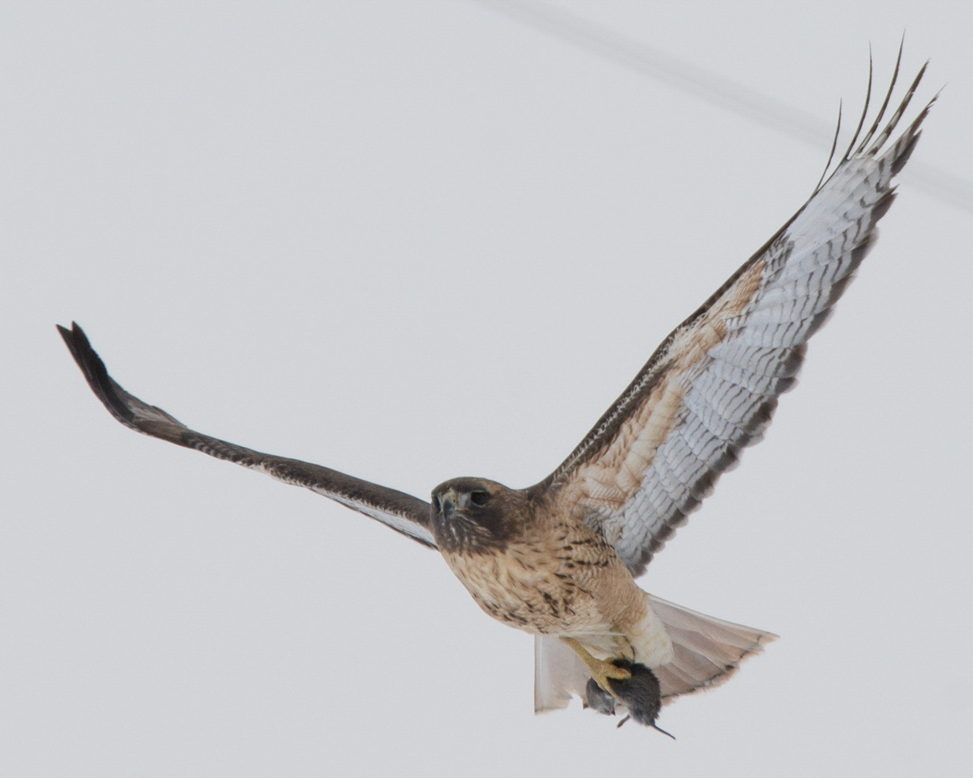 Red tailed hawk with mouse