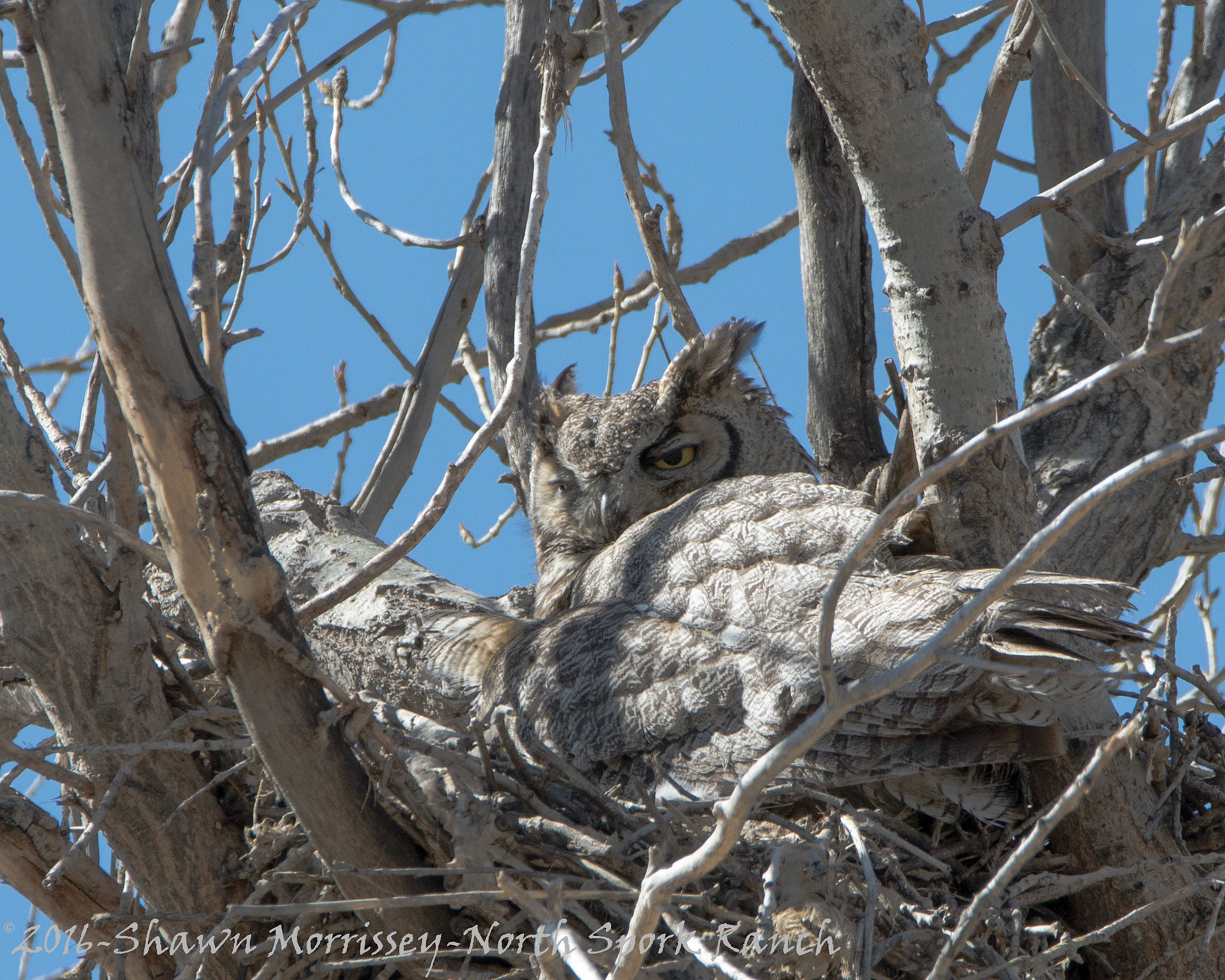 GHO in nest