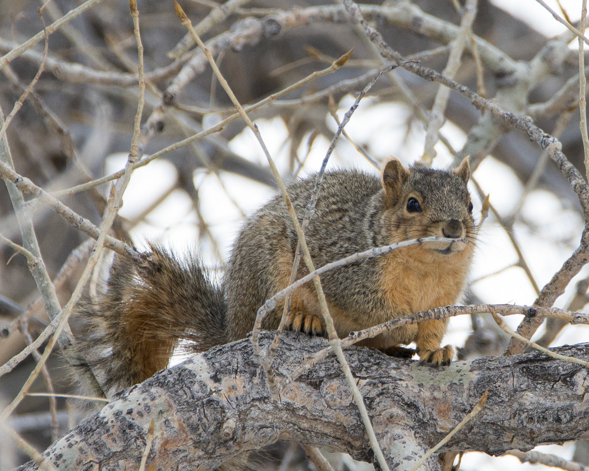Well fed squirrel
