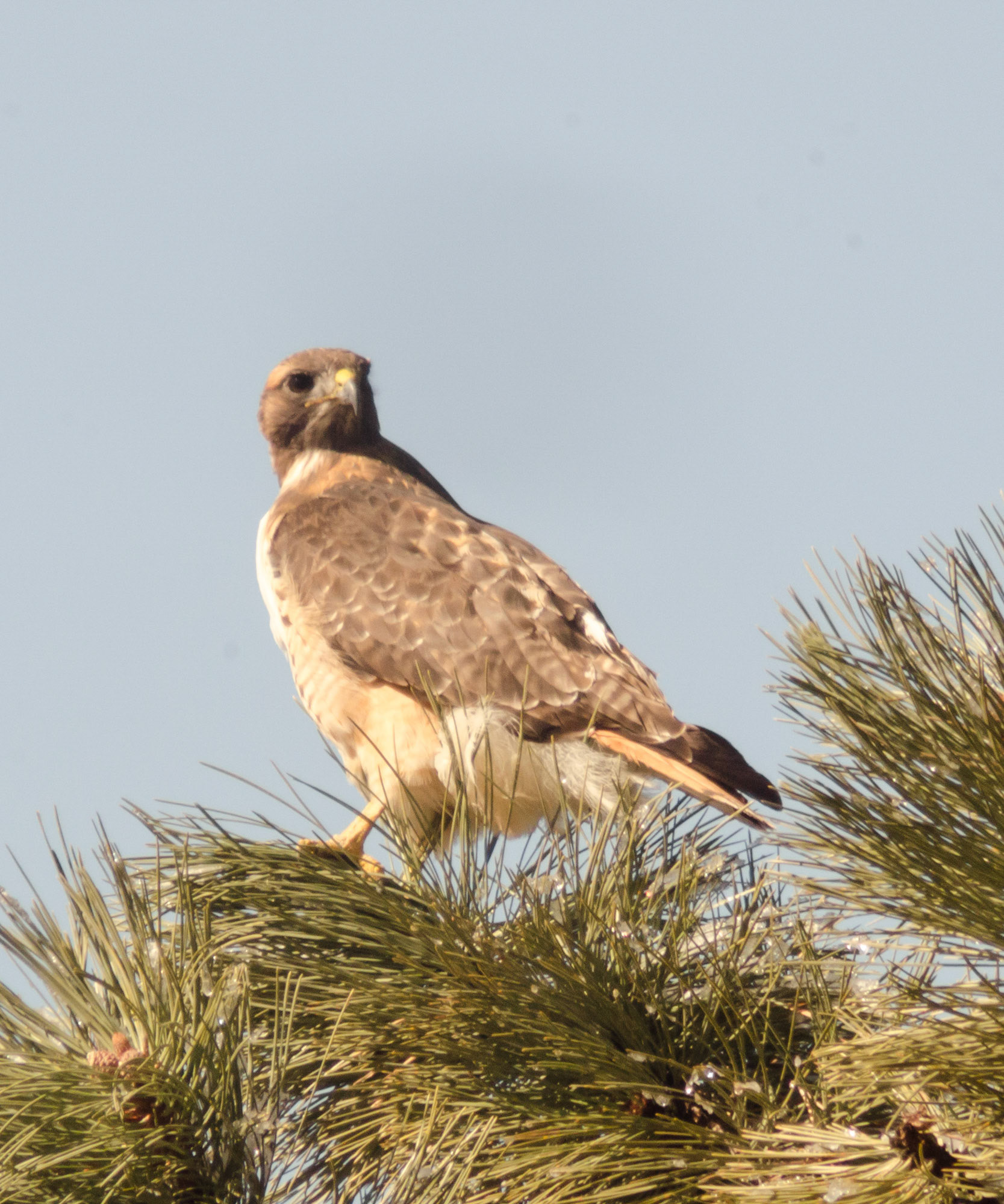 Redtailed hawk in tree outside our home, Indian Hills CO