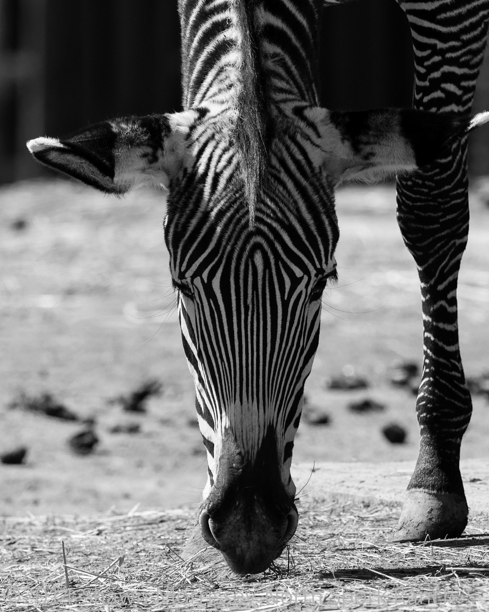 Zebra, black & white version