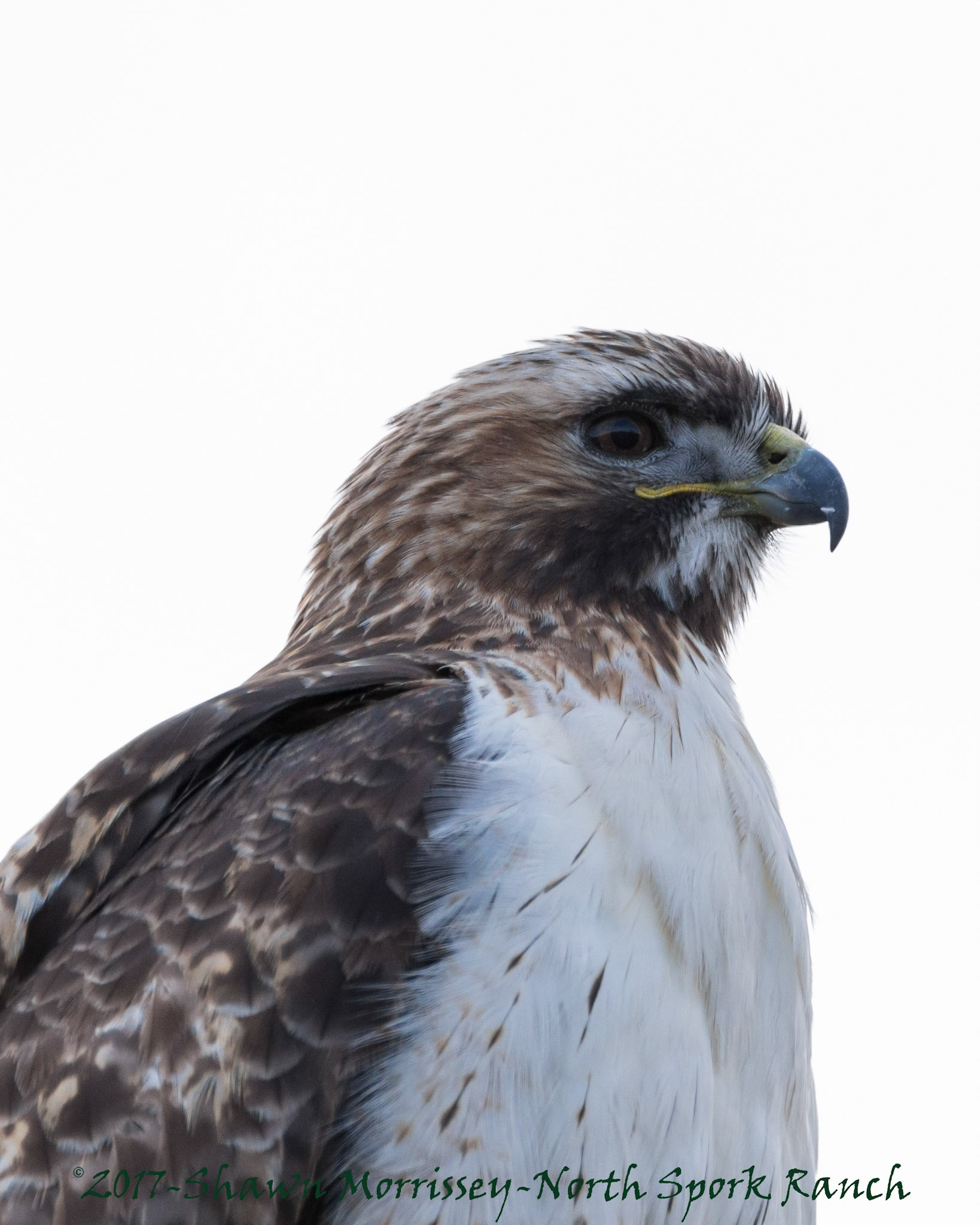Red tailed hawk