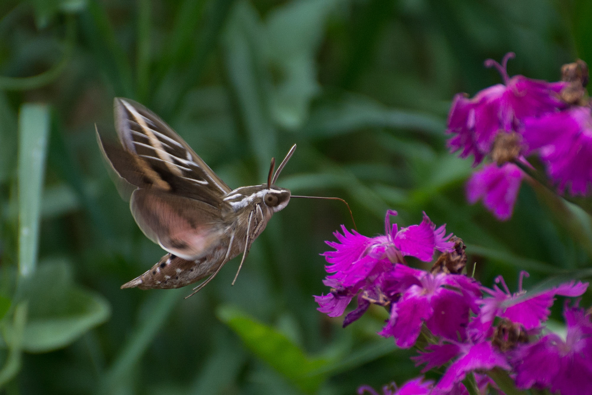 White Lined Sphinx moth sips nectar from purple Dianthus flower