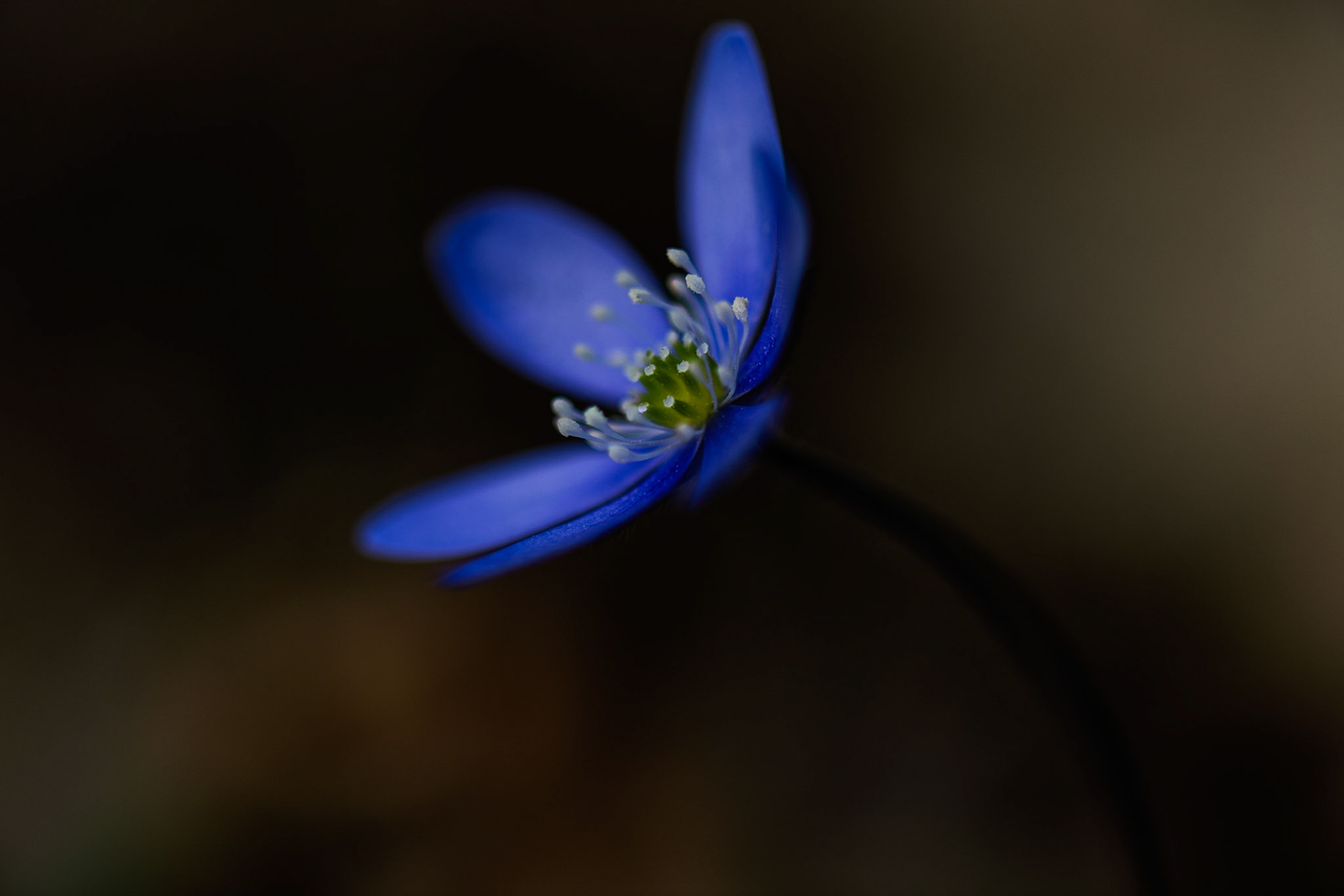 Hepatica Nobilis