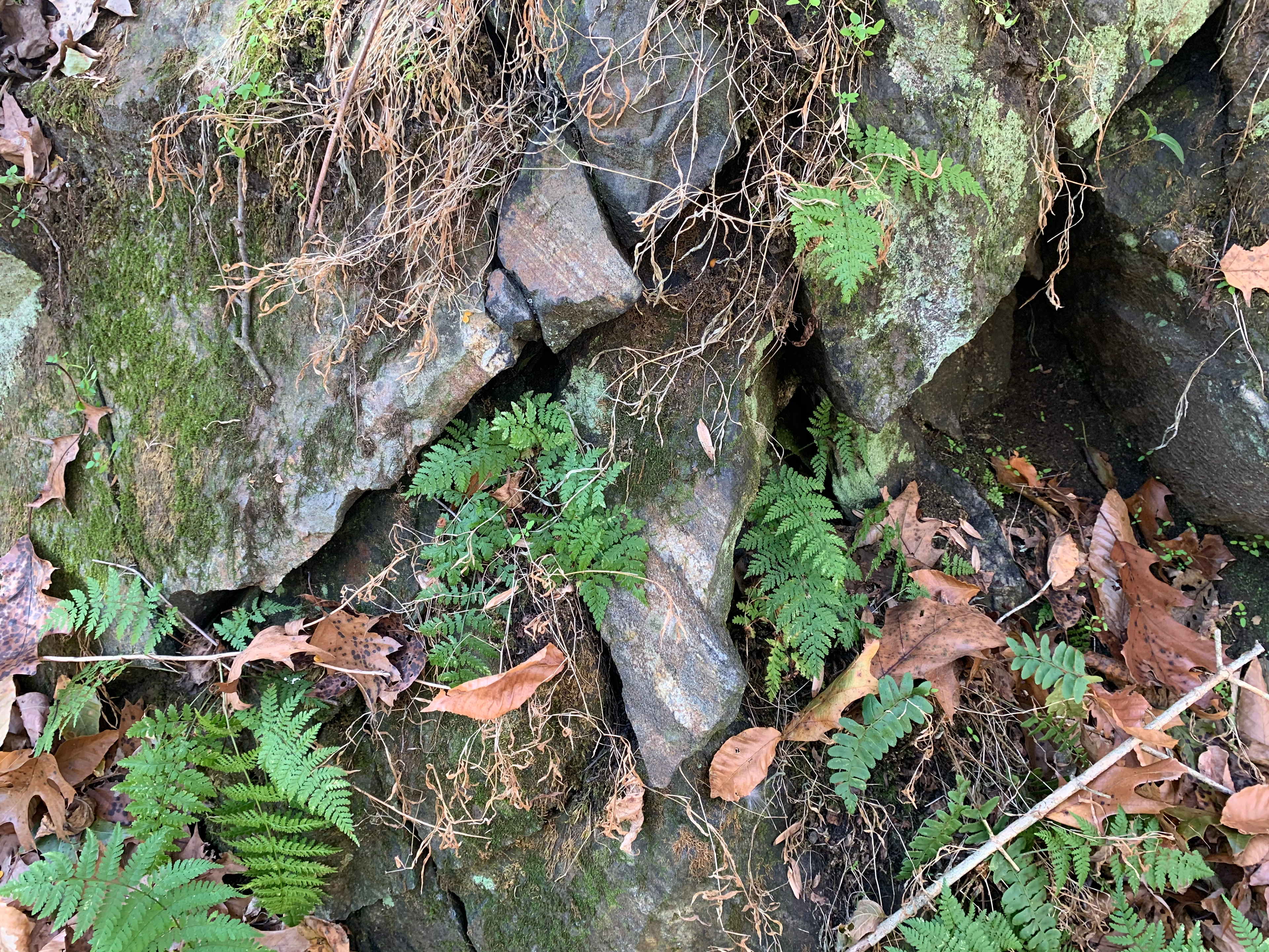 Broken bits of rock that show layers of dark minerals and layers of light minerals alternating.