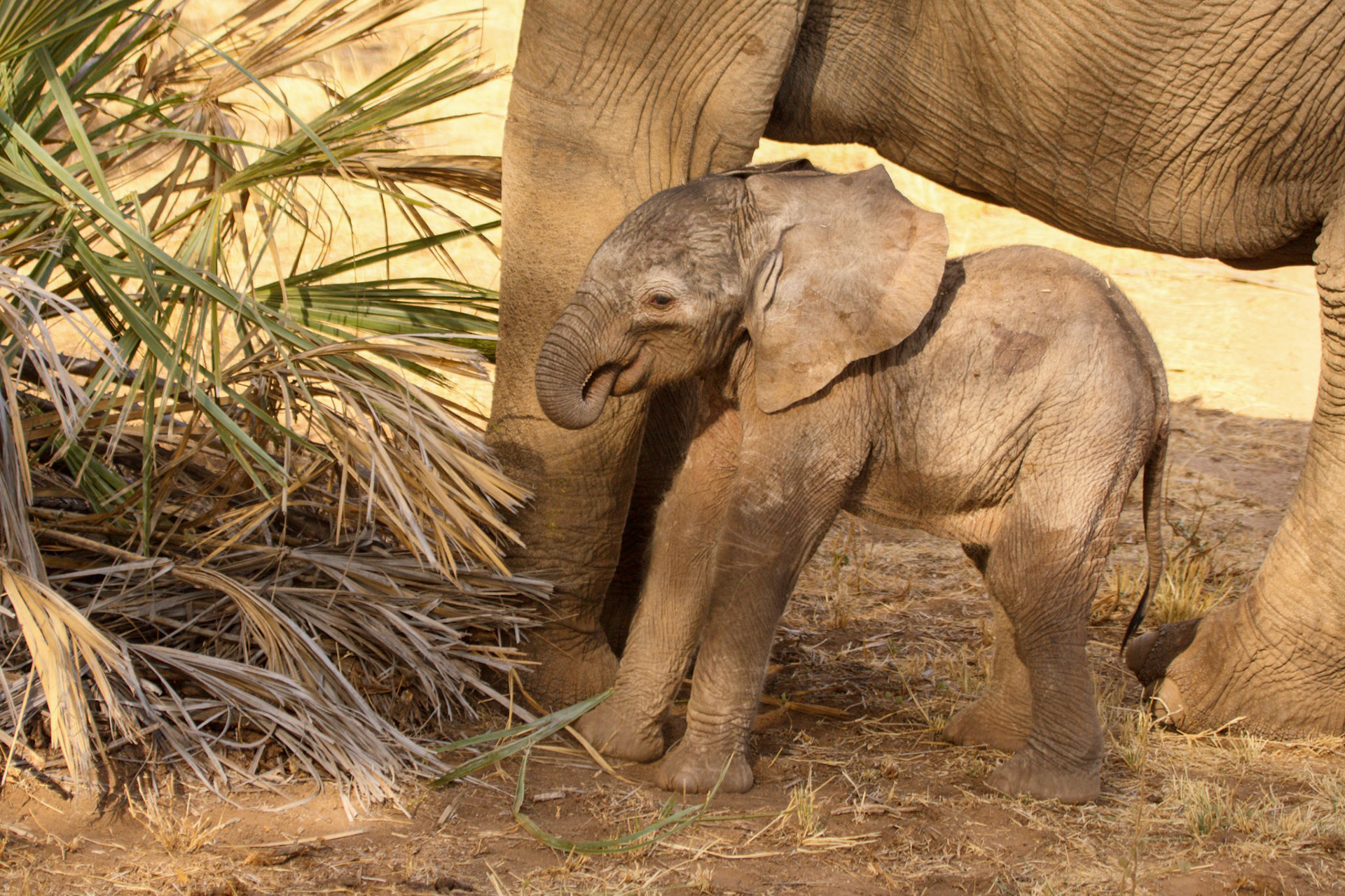 Elephant Calf in Samburu, Kenya