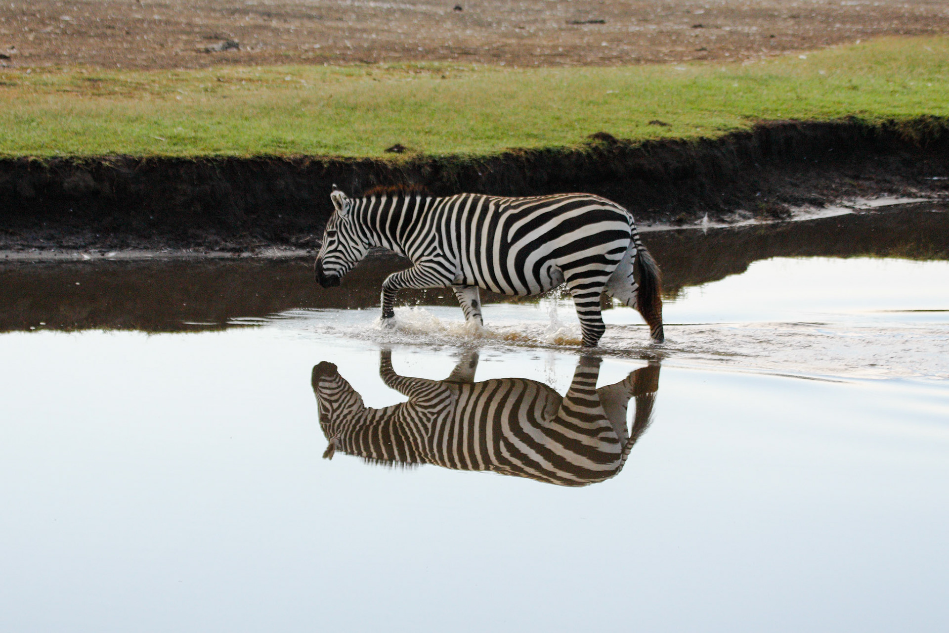 Zebra reflection in Lake Nakuru National Park, Kenya