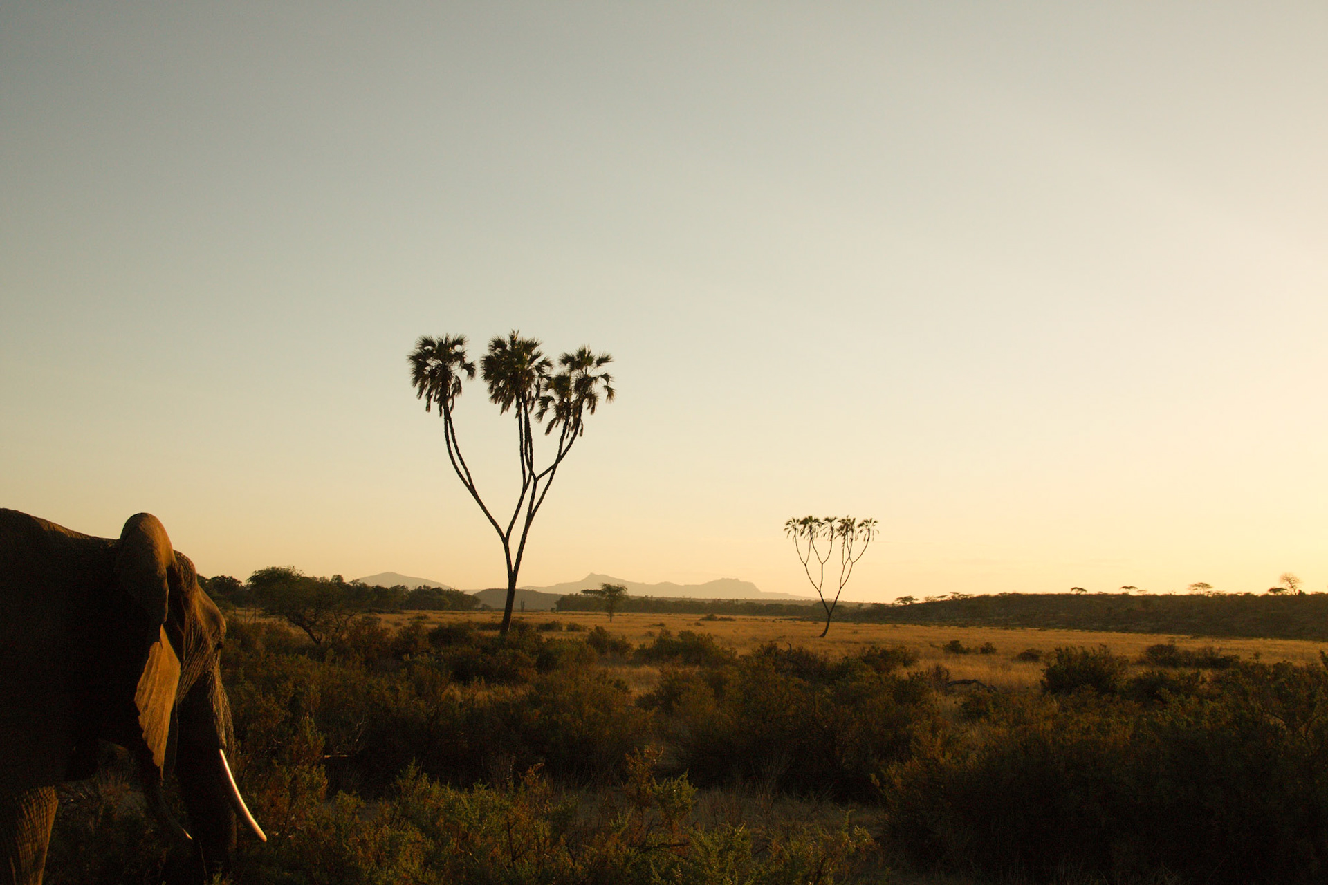 Samburu Sunset; through the eyes of the Elephant in Samburu, Kenya