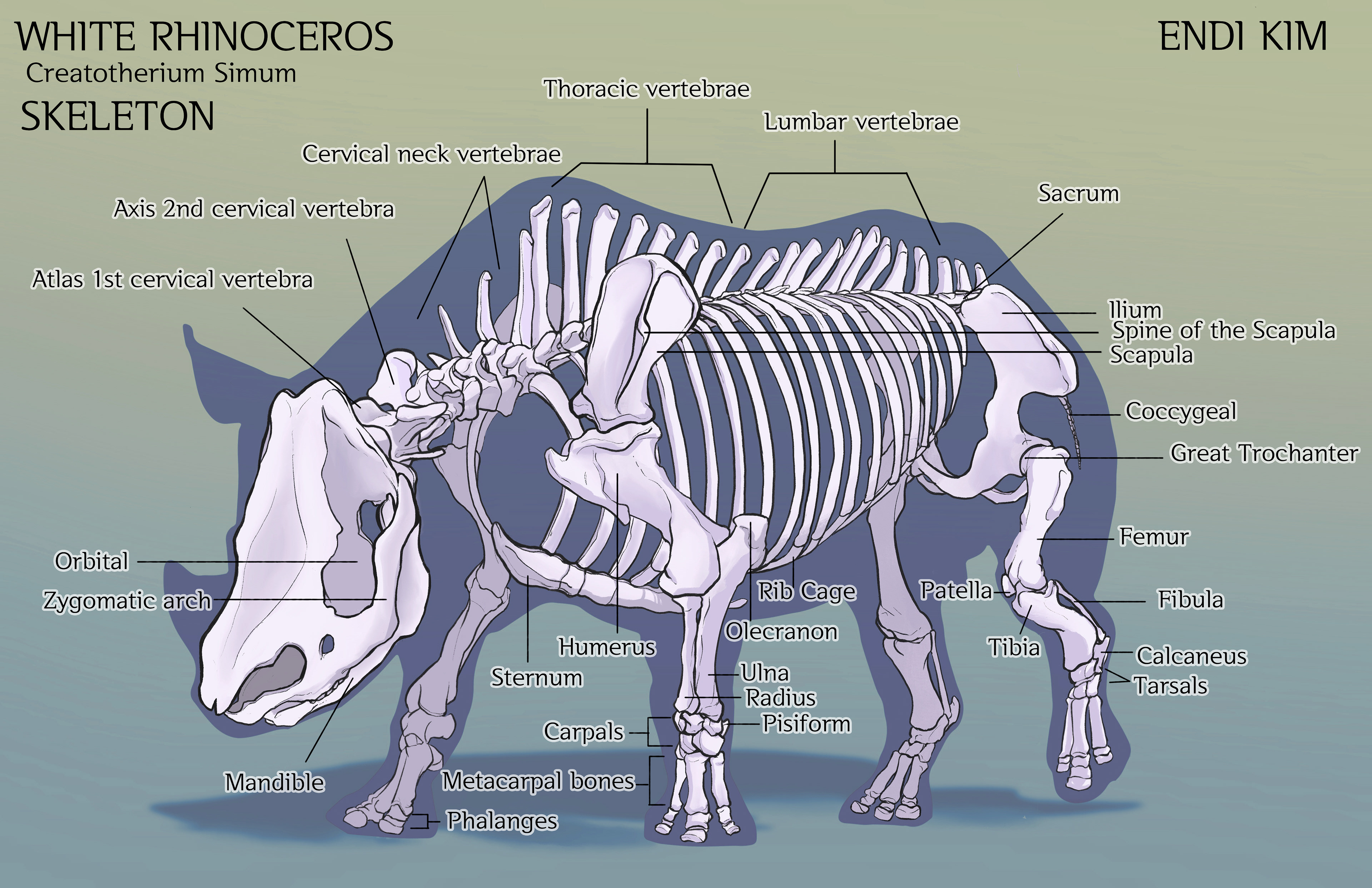 Rino Anatomy- Bone